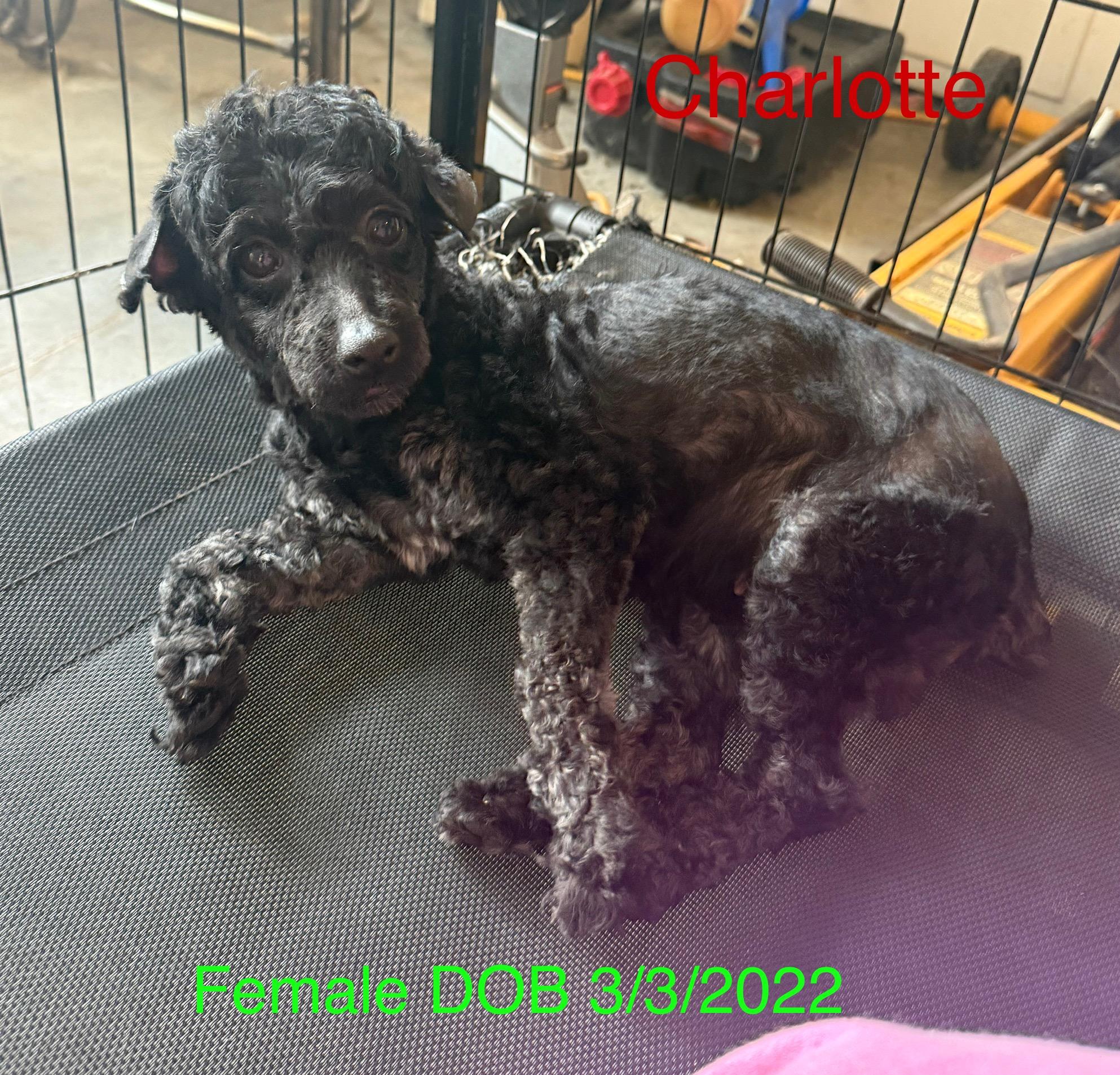 Enlarge Charlotte, a Adopted Poodle (Toy) in Kings Mountain, NC image 2/5