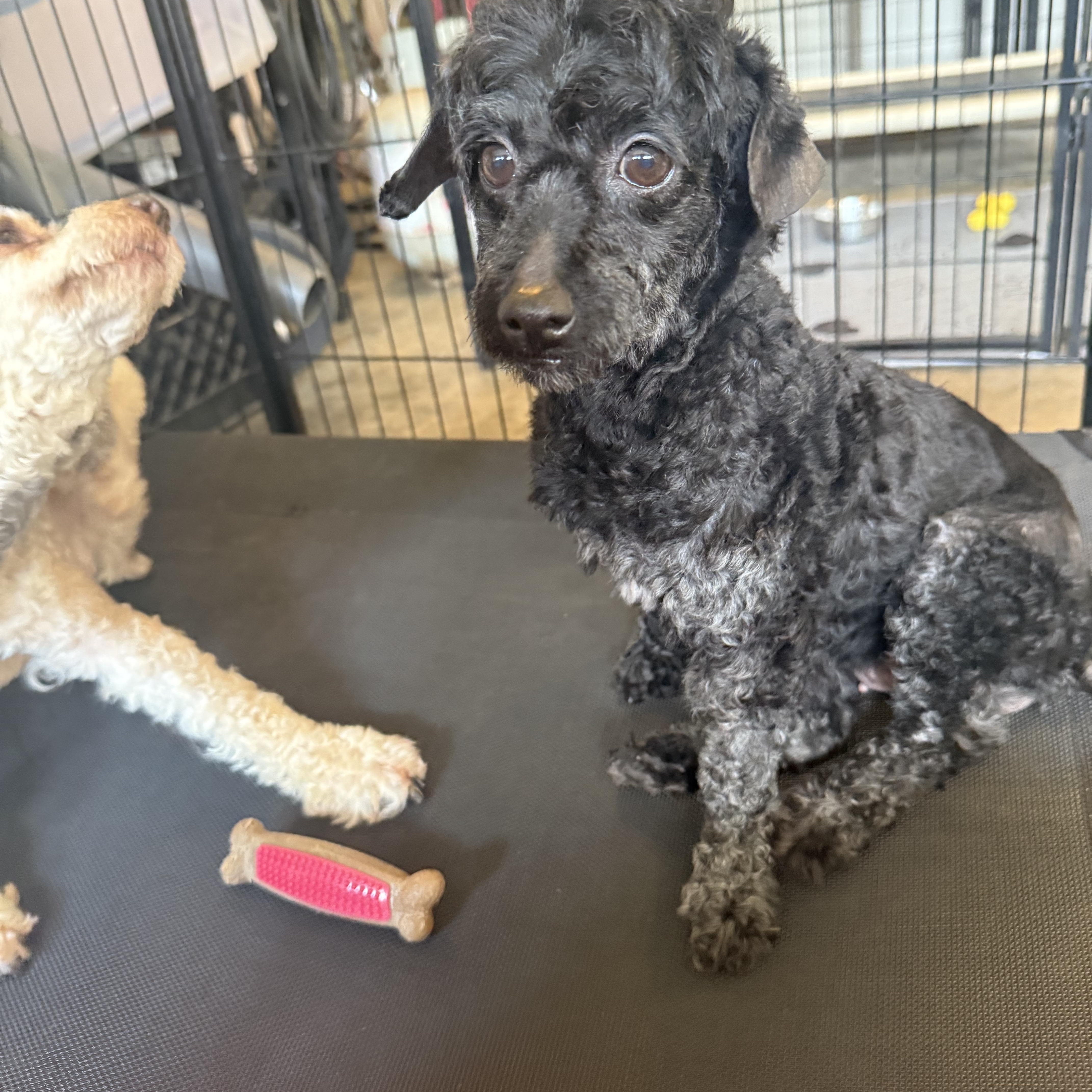 Enlarge Charlotte, a Adopted Poodle (Toy) in Kings Mountain, NC image 5/5