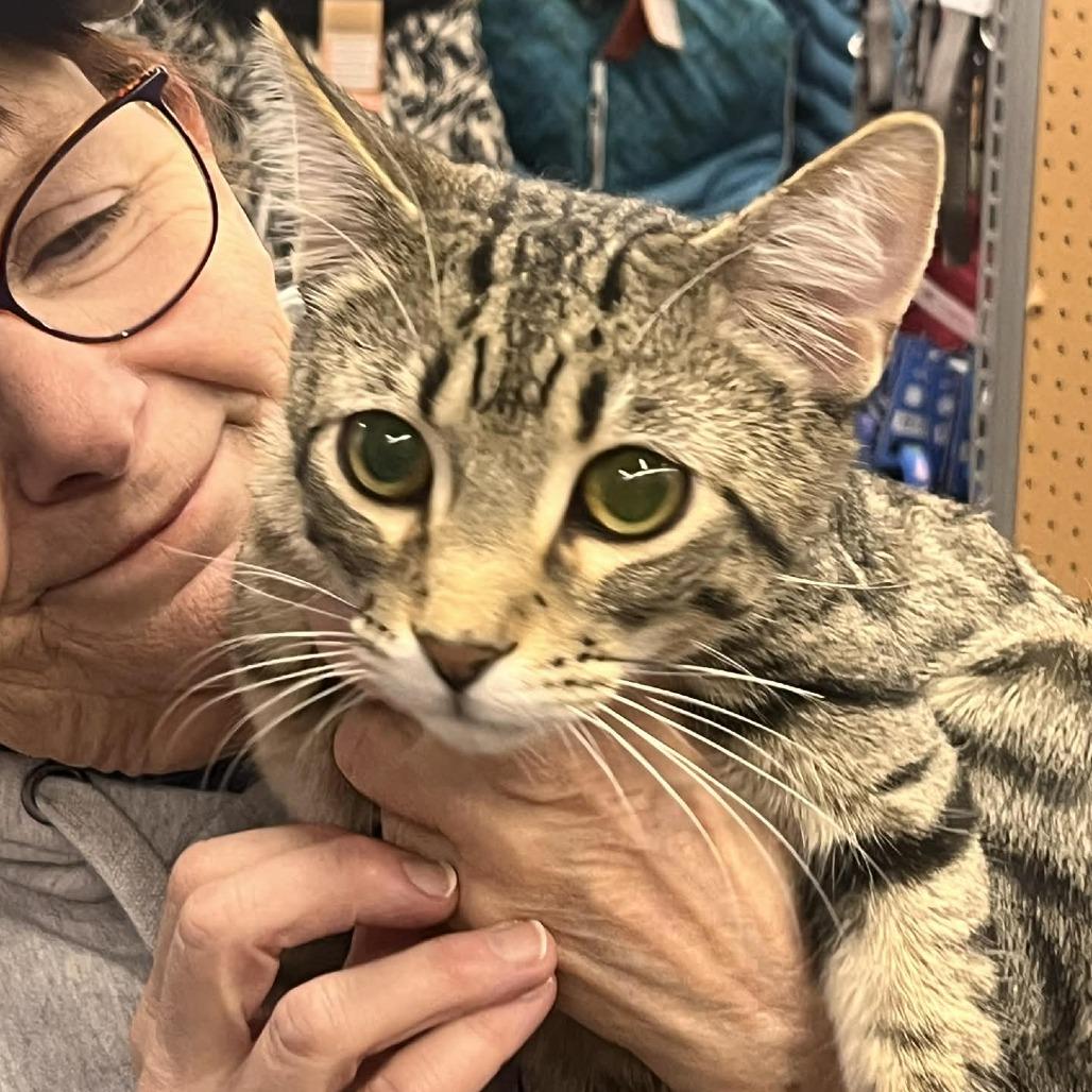 Enlarge 1099, a Adoptable Domestic Short Hair in Sioux Falls, SD image 1/1