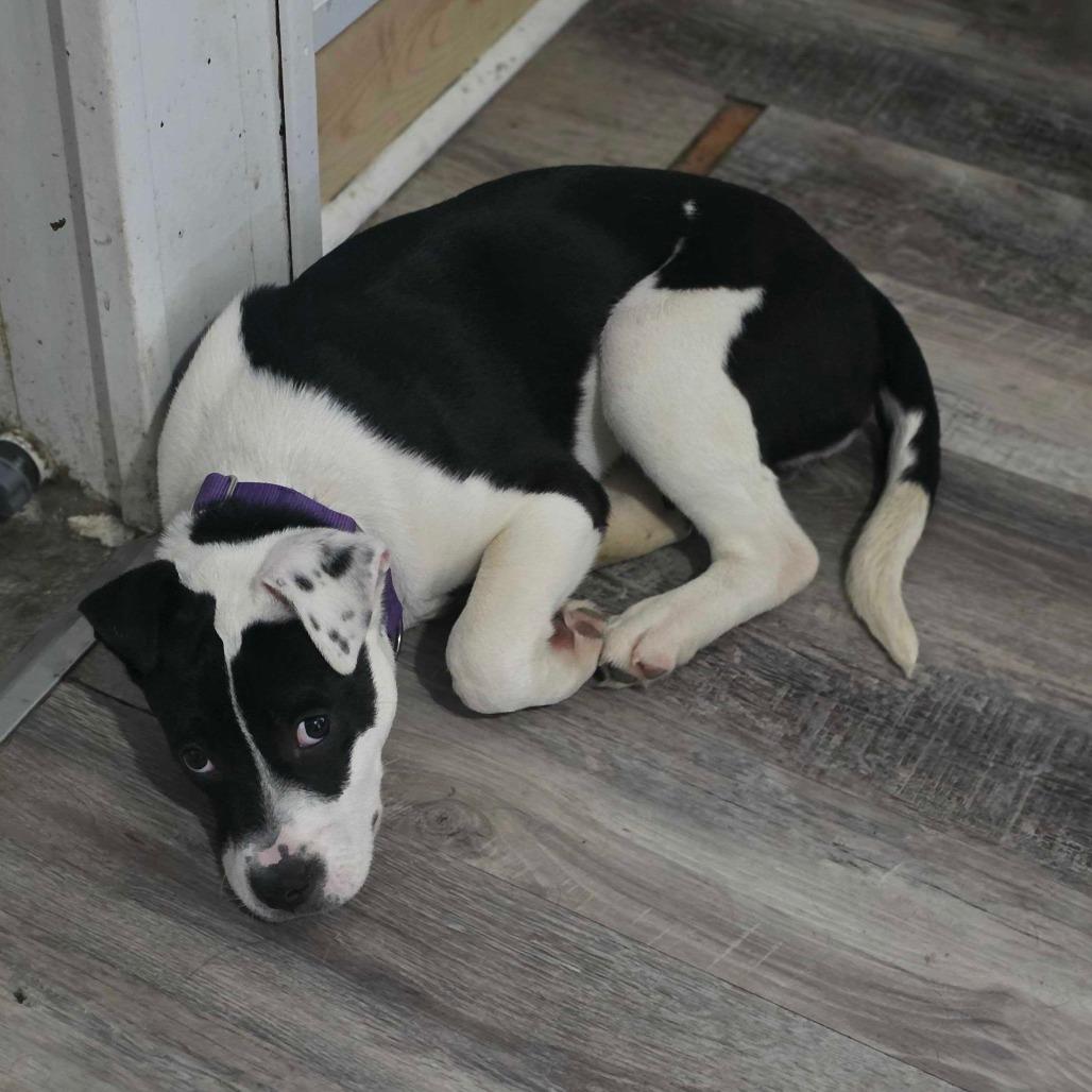 Hetty, Adoptable, Puppy Female Mixed Breed.