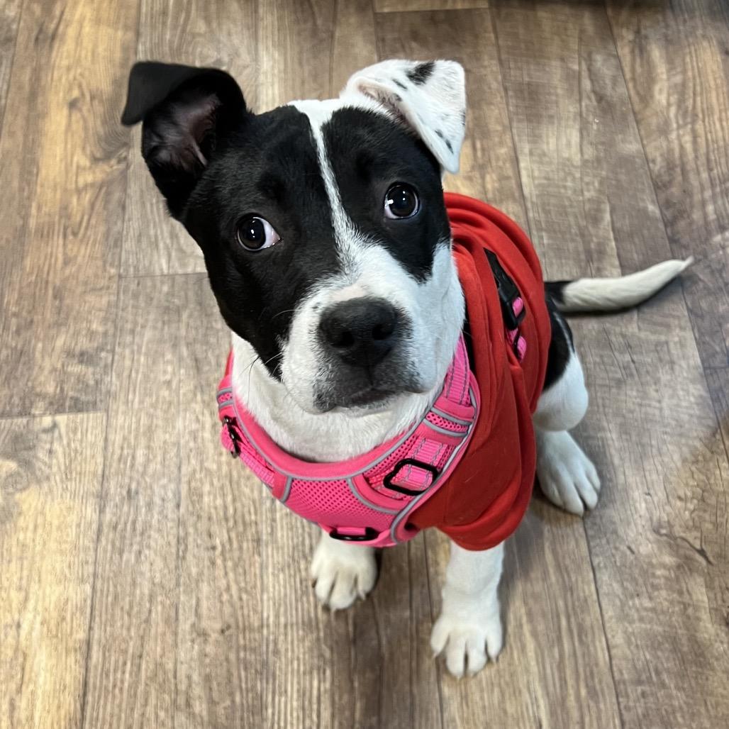 Hetty, a Adoptable Mixed Breed in Owosso, MI image 2/5