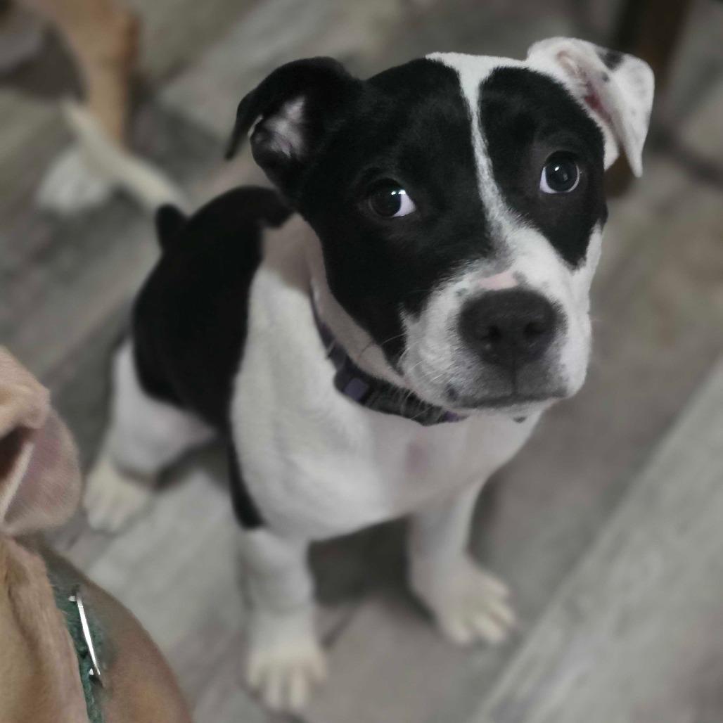 Hetty, a Adoptable Mixed Breed in Owosso, MI image 3/5