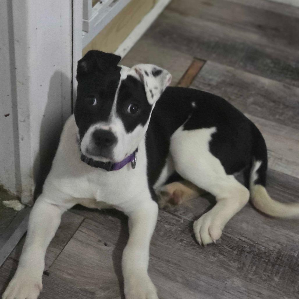 Hetty, a Adoptable Mixed Breed in Owosso, MI image 4/5