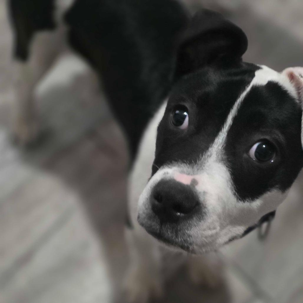 Hetty, a Adoptable Mixed Breed in Owosso, MI image 5/5