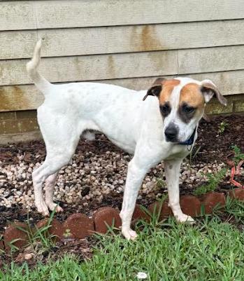 Mr. Kenney, a ADOPTABLE mixed breed in Milner, GA image 3/3