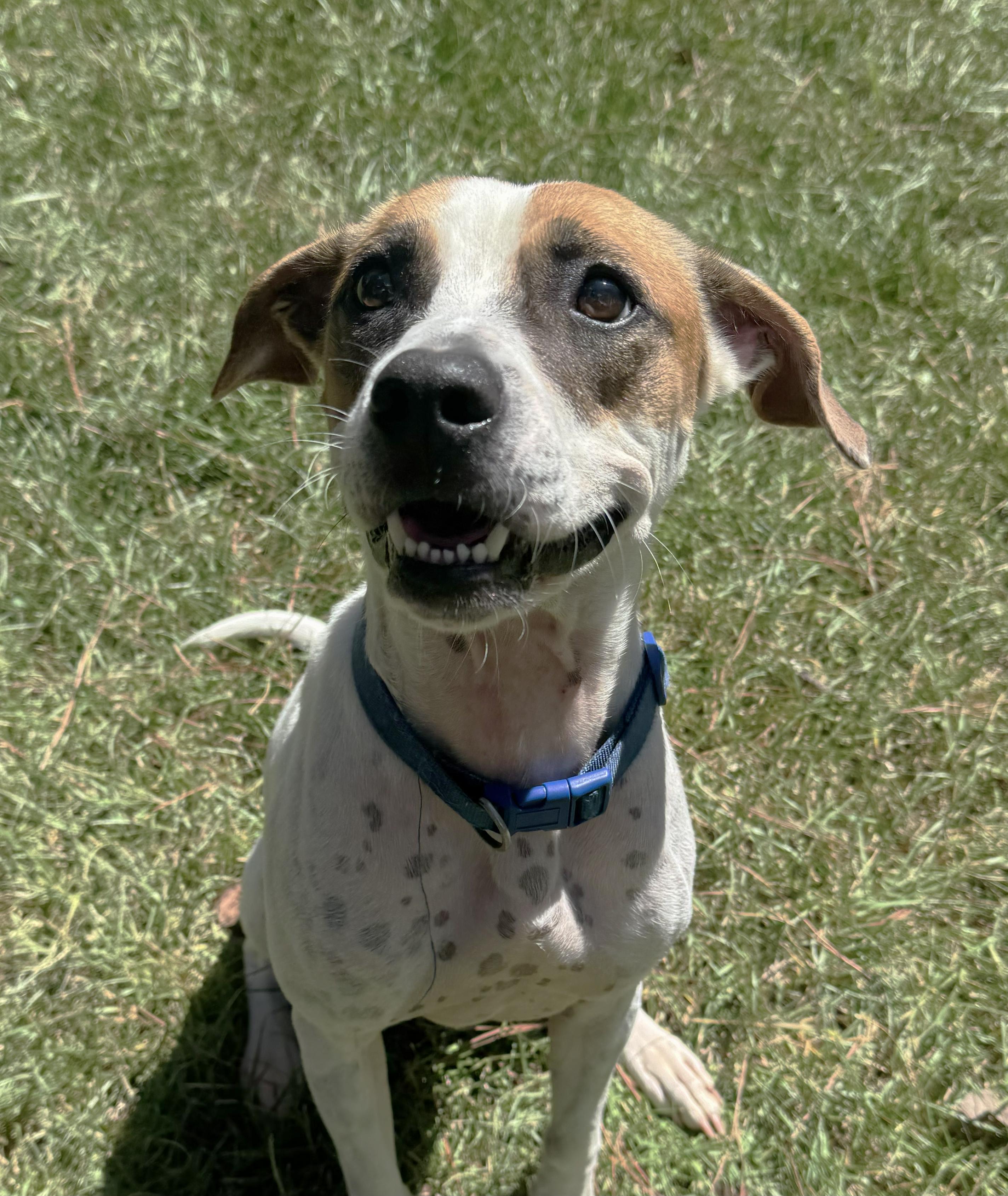 Enlarge Mr. Kenney, a Adoptable mixed breed in Milner, GA image 5/5