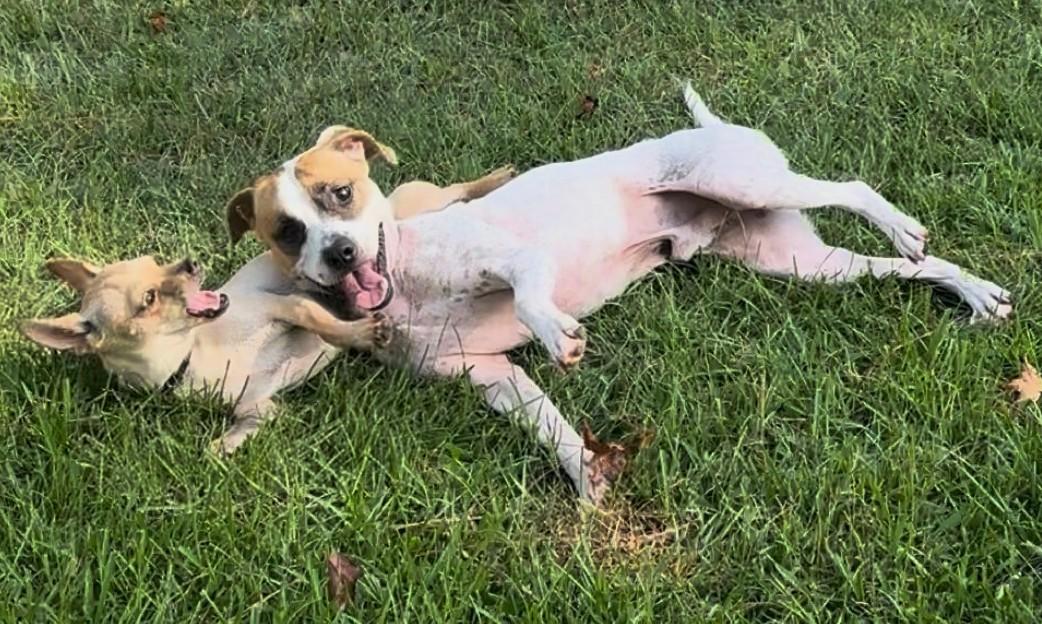 Enlarge Mr. Kenney, a Adoptable mixed breed in Milner, GA image 3/5