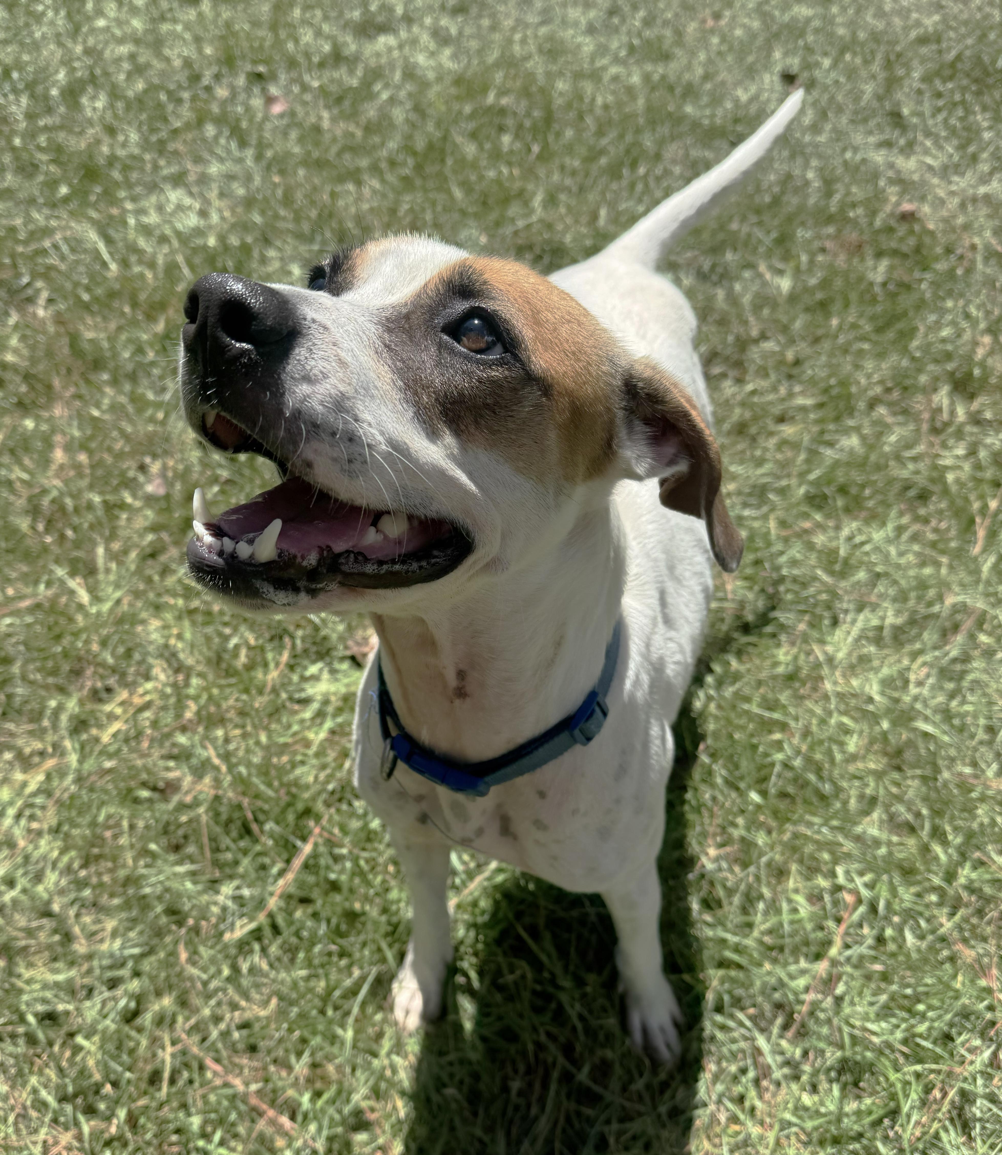 Enlarge Mr. Kenney, a Adoptable mixed breed in Milner, GA image 4/5