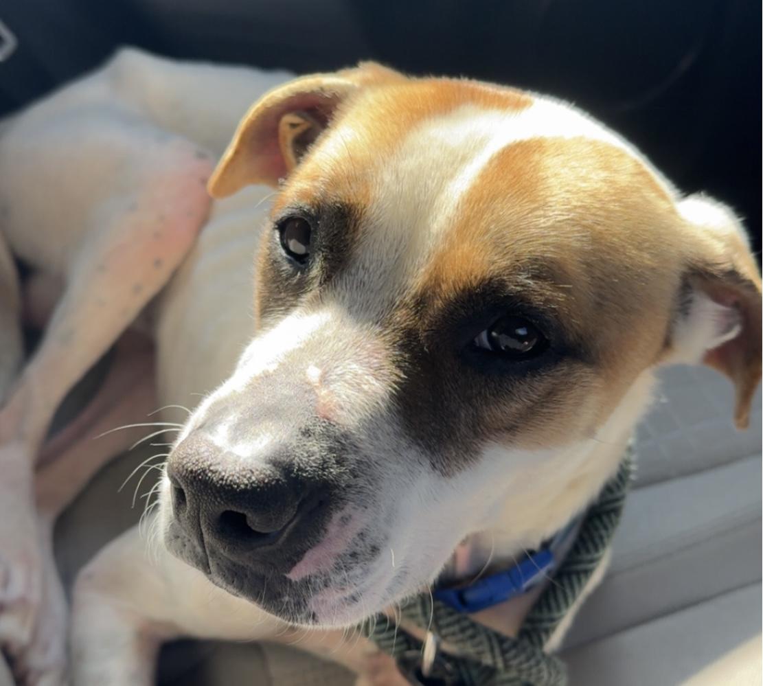 Mr. Kenney, a ADOPTABLE mixed breed in Milner, GA image 2/3