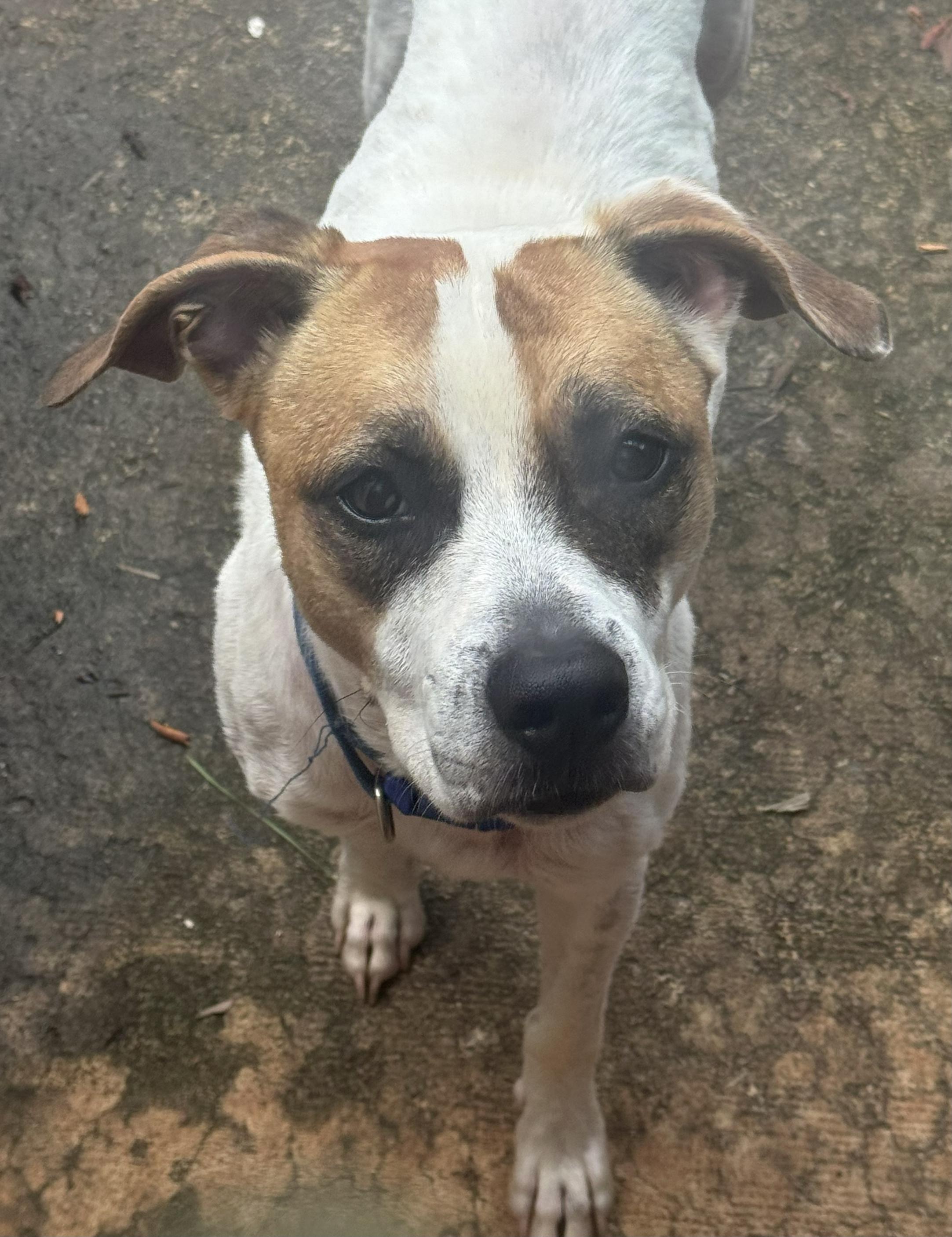 Mr. Kenney, Adoptable, Young Male Pointer & Terrier.