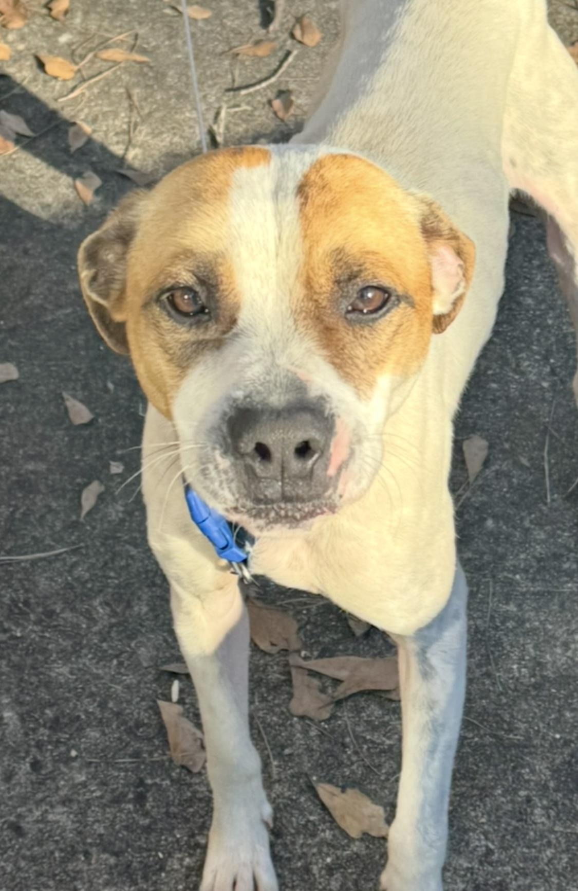 Mr. Kenney, ADOPTABLE, Young Male Pointer & Terrier.