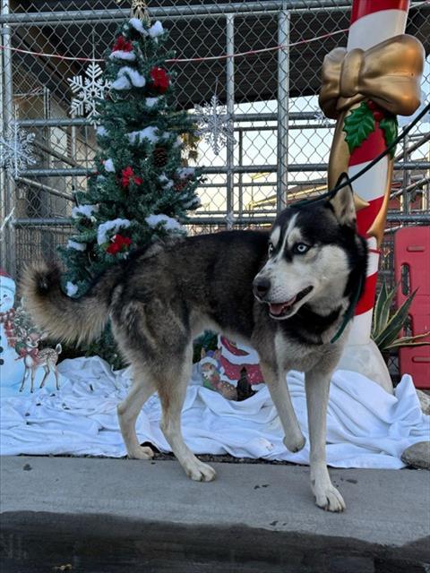 ATLAS, Adoptable, Young Male Siberian Husky.