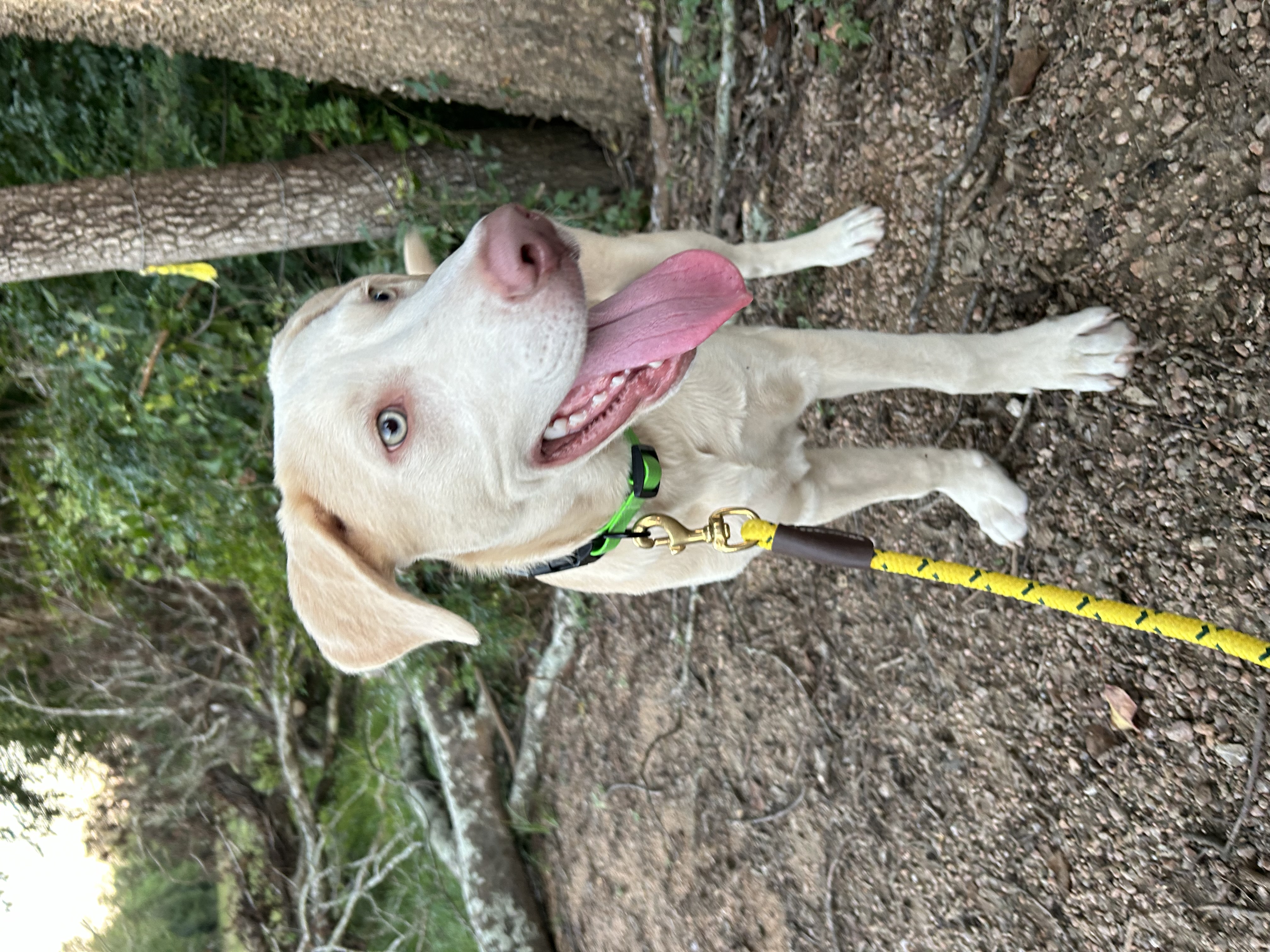 Adopt LUKE Dog for adoption