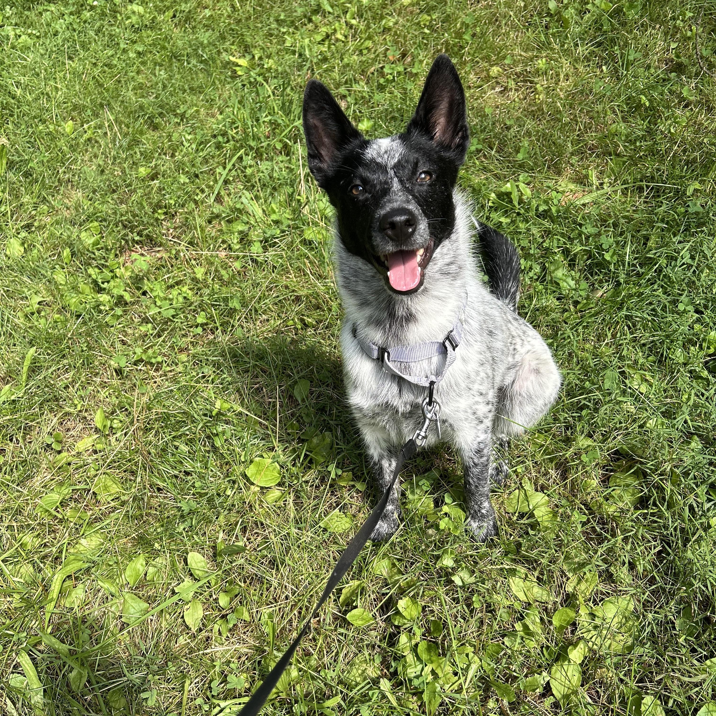 Enlarge Stella, a Adopted Australian Cattle Dog / Blue Heeler in Andover, NJ image 3/5