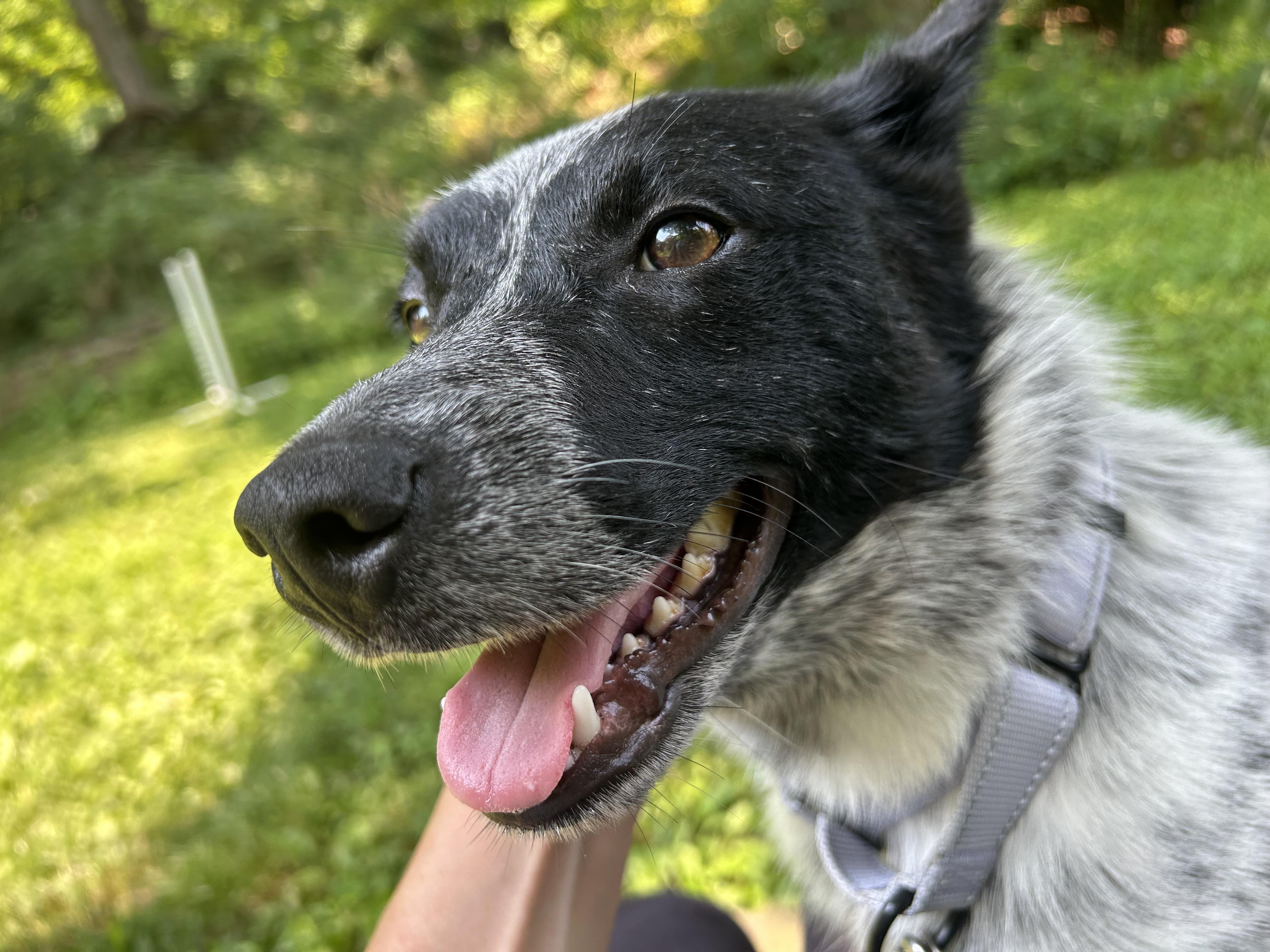 Enlarge Stella, a Adopted Australian Cattle Dog / Blue Heeler in Andover, NJ image 5/5
