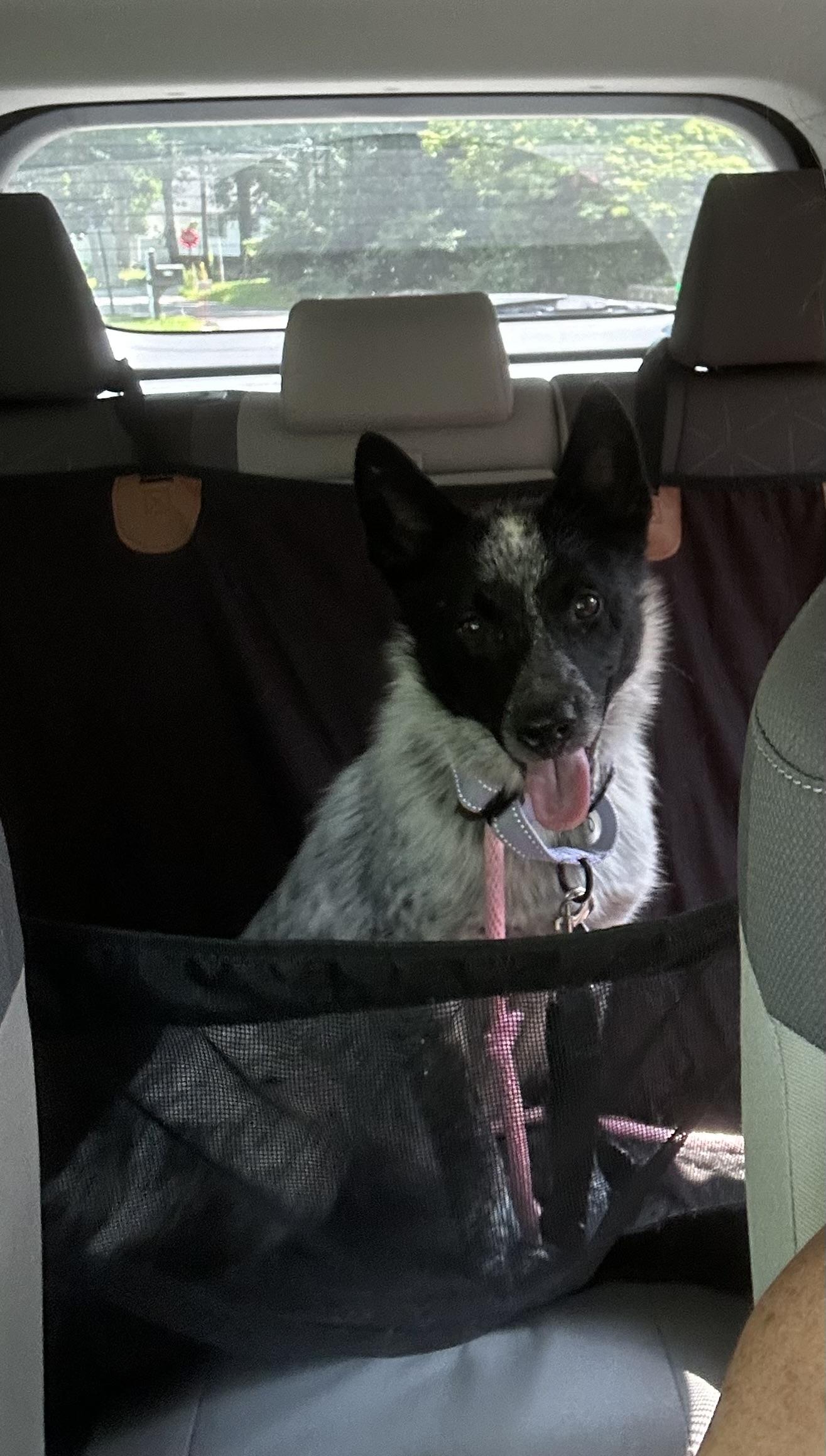 Enlarge Stella, a Adopted Australian Cattle Dog / Blue Heeler in Andover, NJ image 4/5