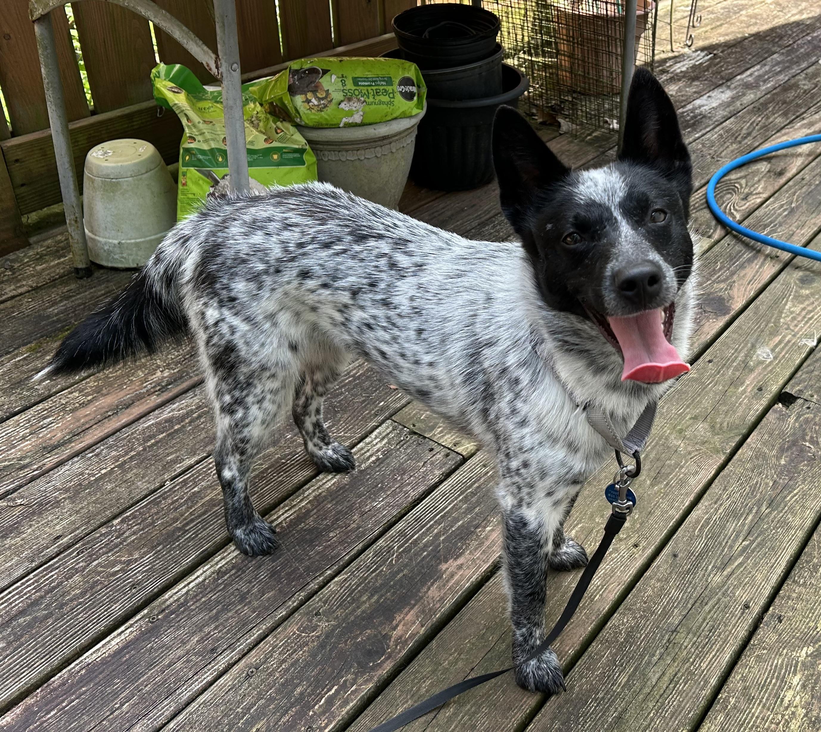 Stella, Adopted, Young Female Australian Cattle Dog / Blue Heeler.
