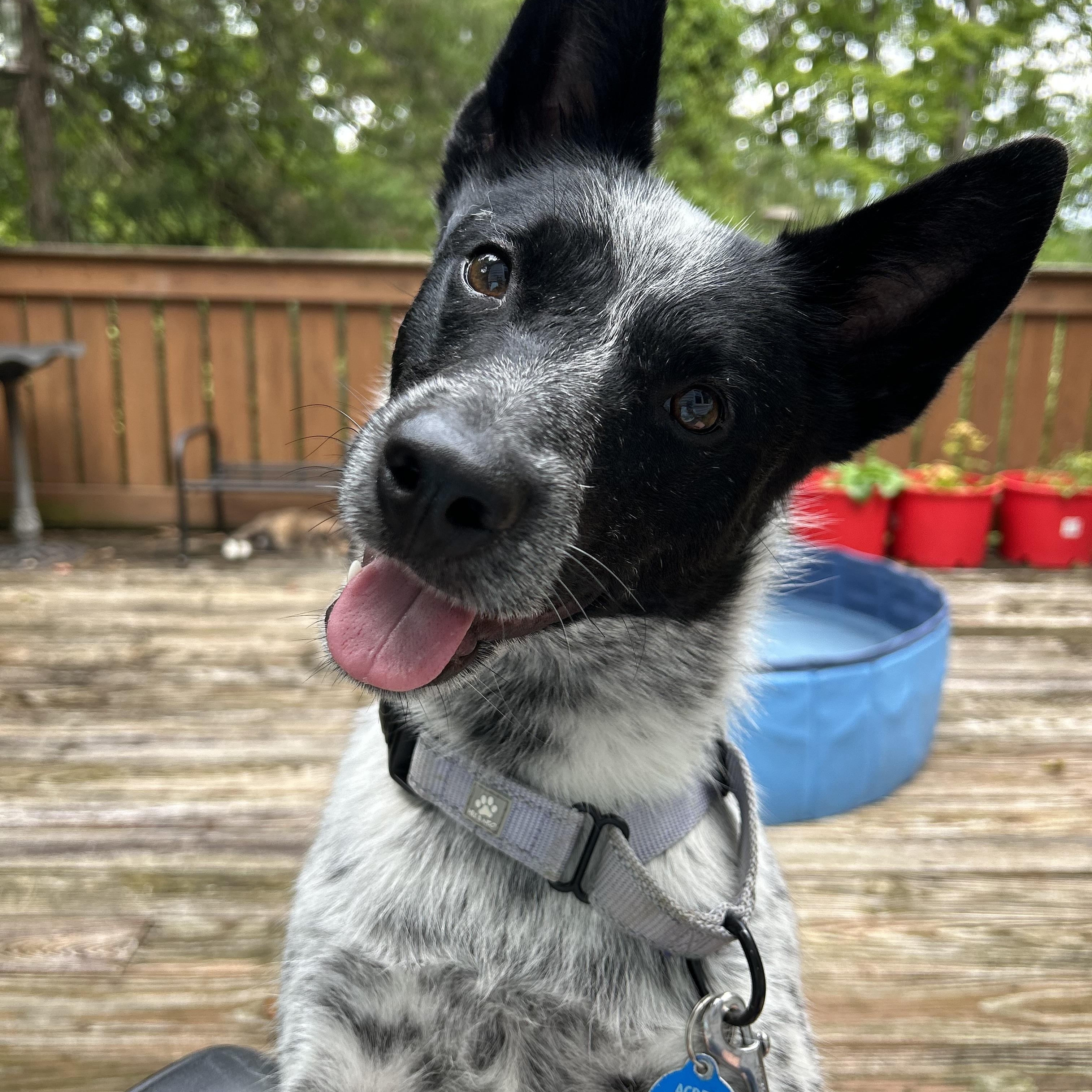 Enlarge Stella, a Adopted Australian Cattle Dog / Blue Heeler in Andover, NJ image 2/5