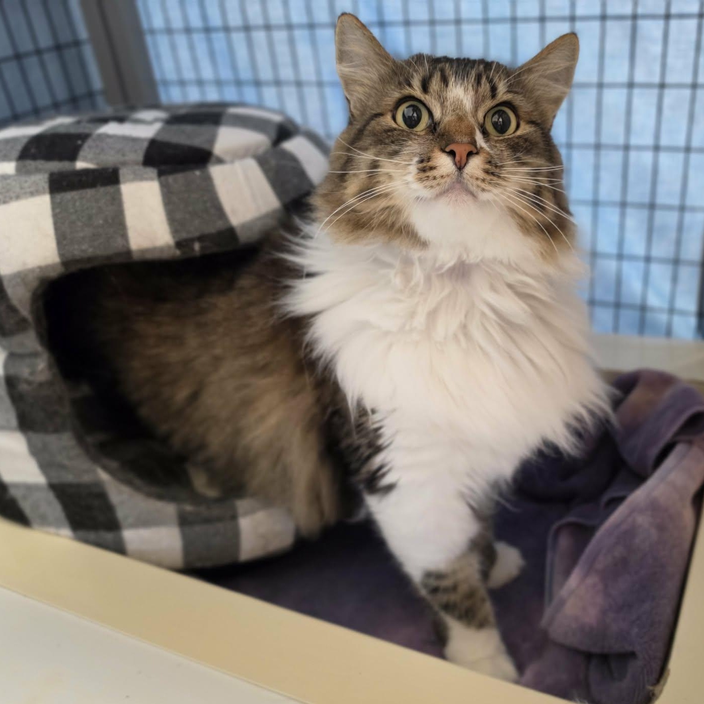 Noodle, an adopted mixed breed in Grants Pass, OR image 1/3