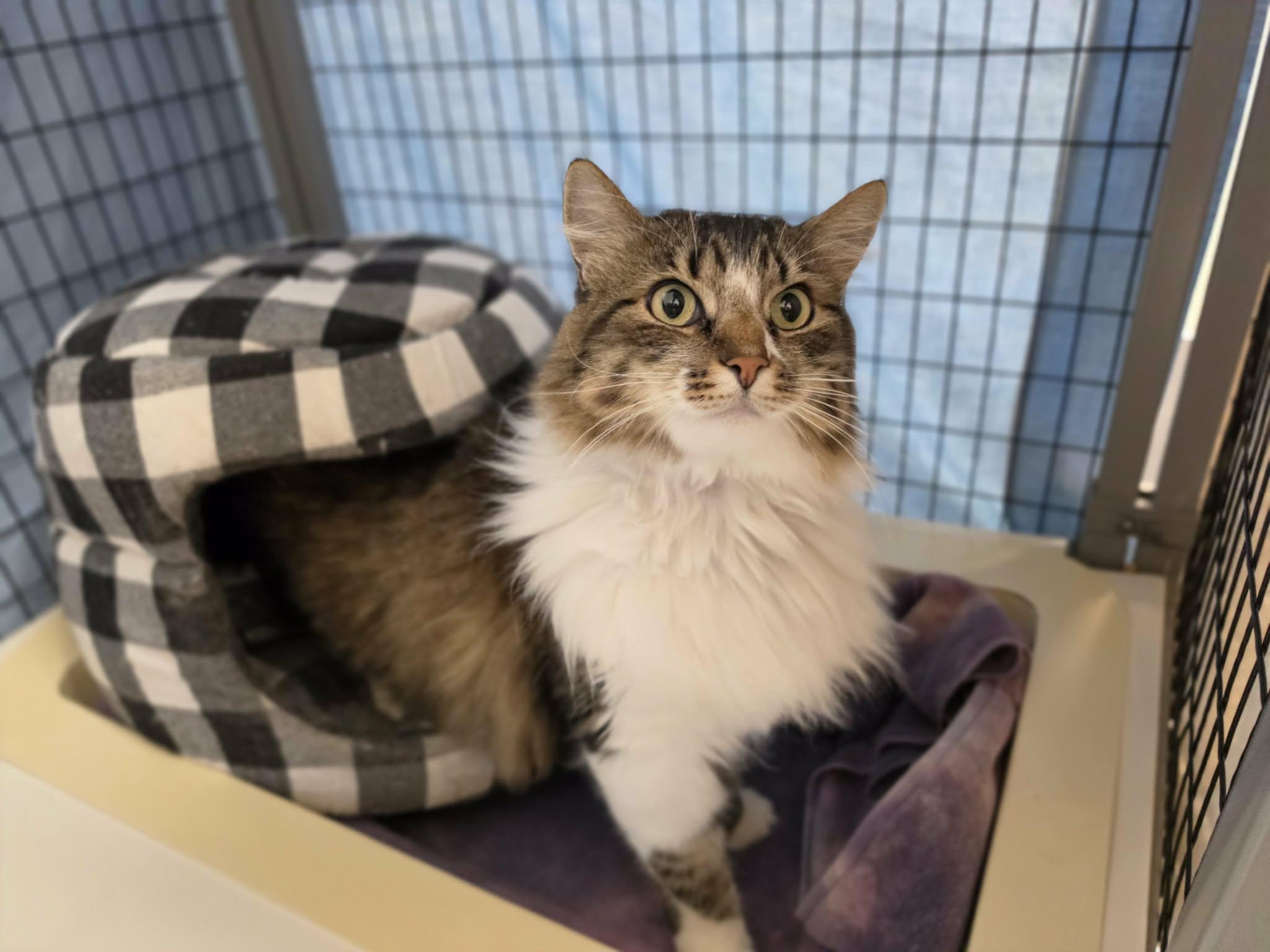 Noodle, an adopted mixed breed in Grants Pass, OR image 3/3
