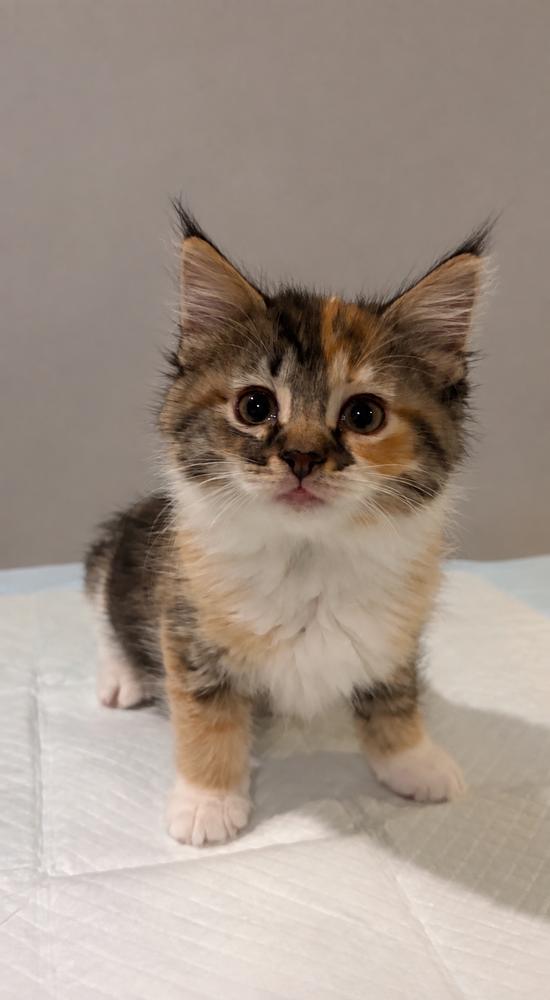 Ichigo, Adopted, Kitten Female Domestic Medium Hair & Calico.