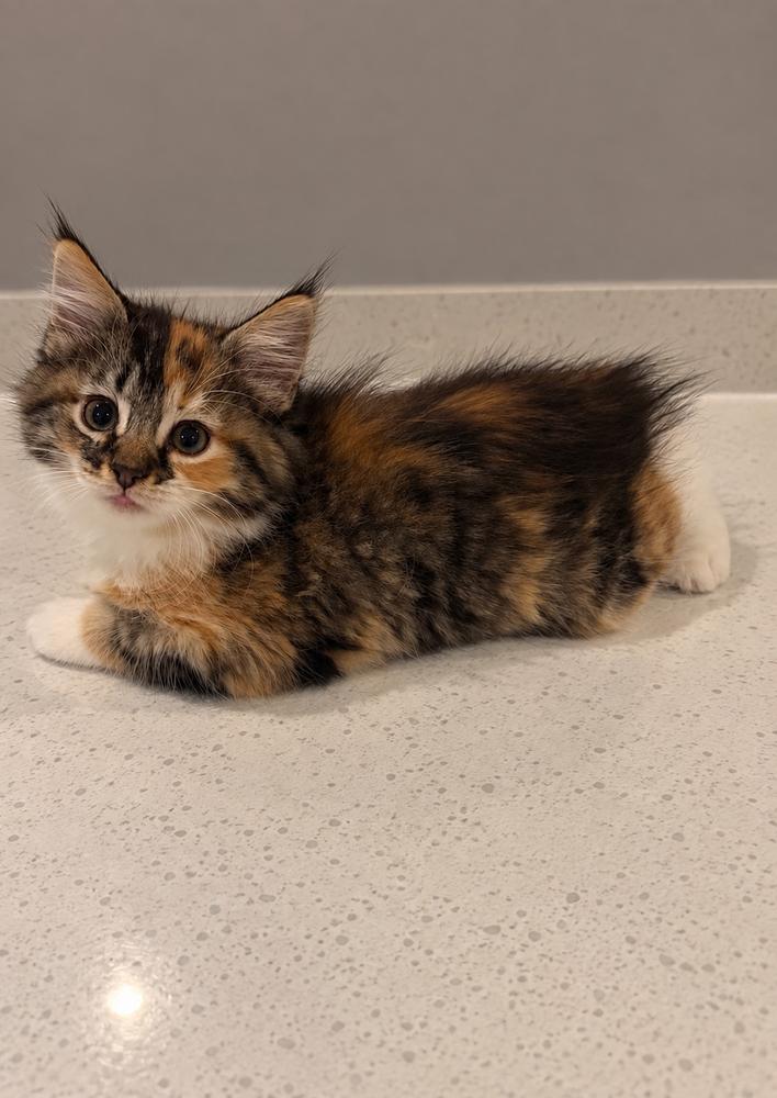 Enlarge Ichigo, a Adopted mixed breed in Homer Glen, IL image 2/2