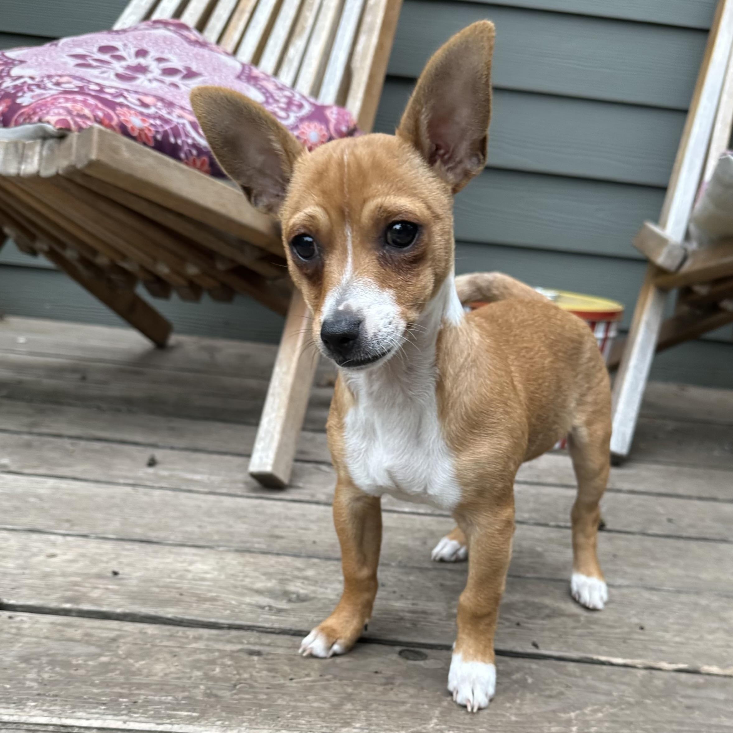 Enlarge Tiny Hank, an adopted mixed breed in Saint Helens, OR image 2/6