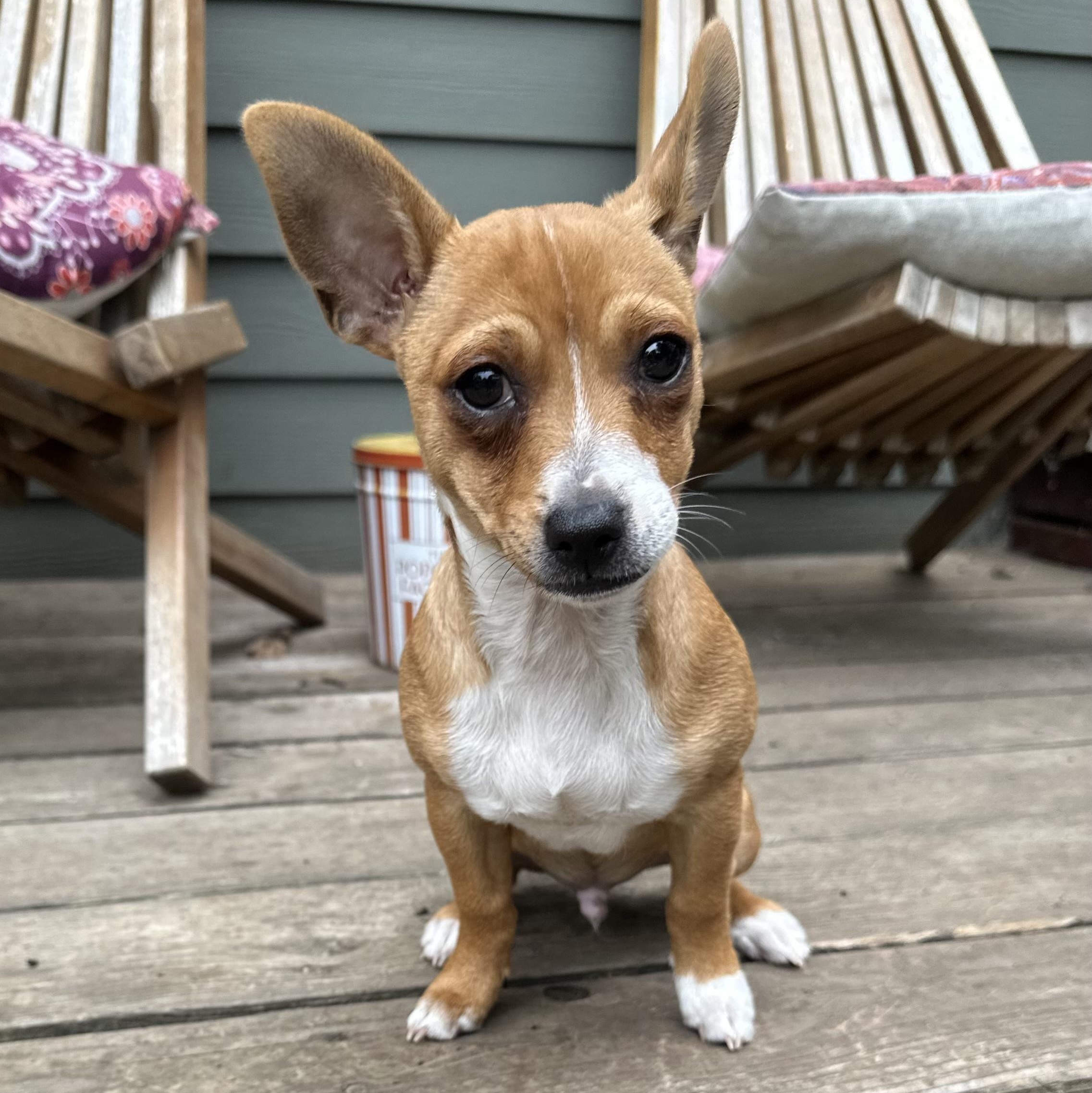 Enlarge Tiny Hank, an adopted mixed breed in Saint Helens, OR image 1/6