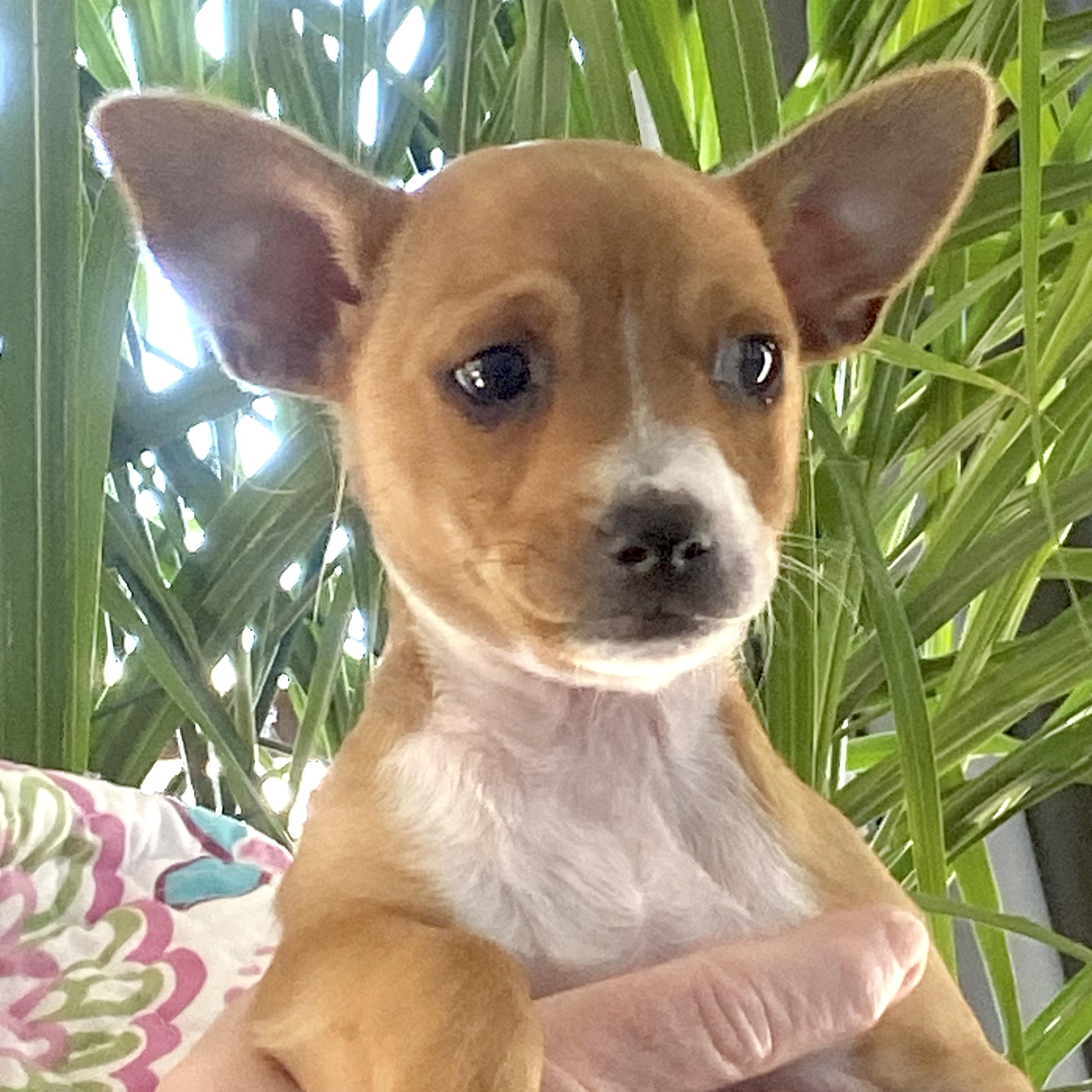 Enlarge Tiny Hank, an adopted mixed breed in Saint Helens, OR image 4/6