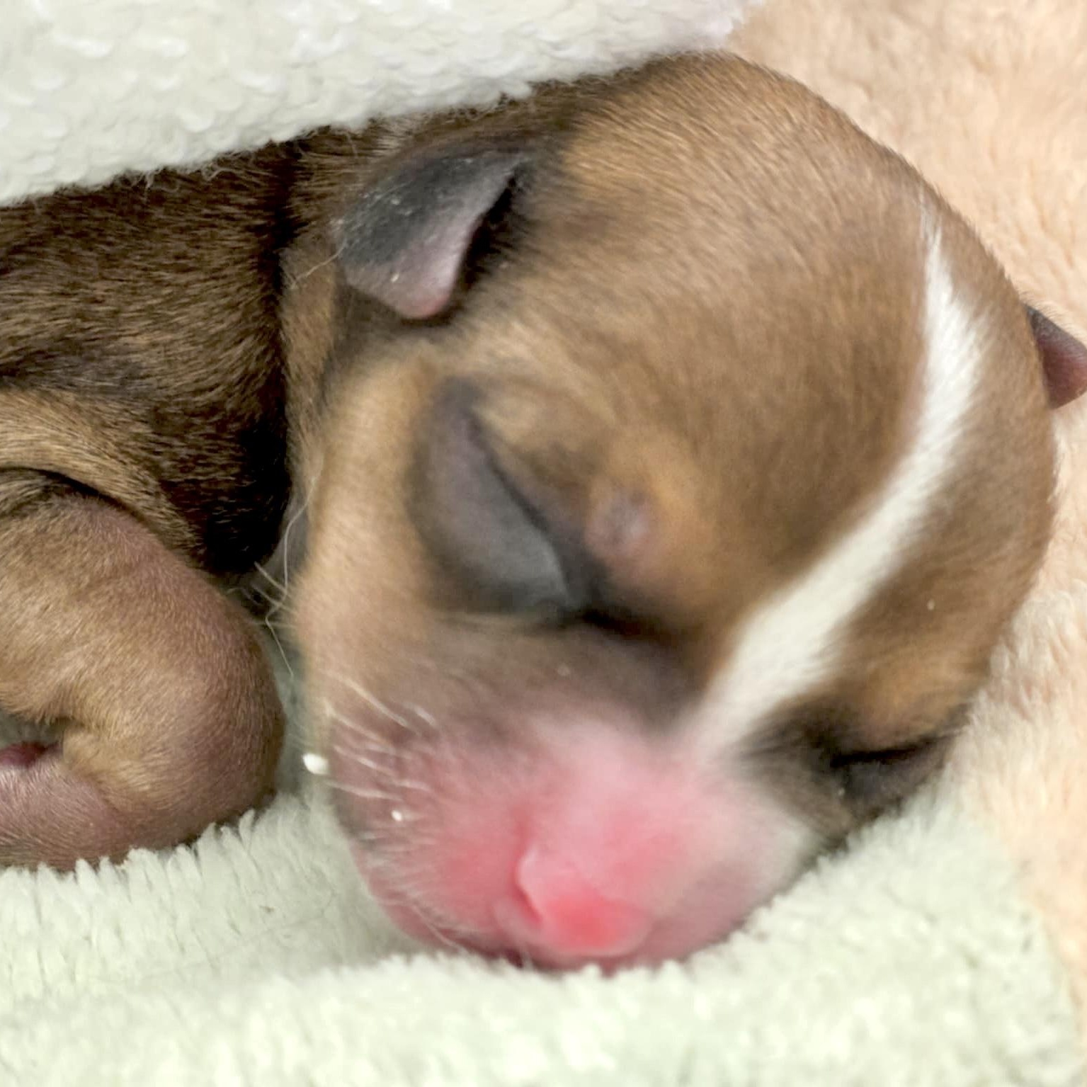 Enlarge Tiny Hank, an adopted mixed breed in Saint Helens, OR image 6/6