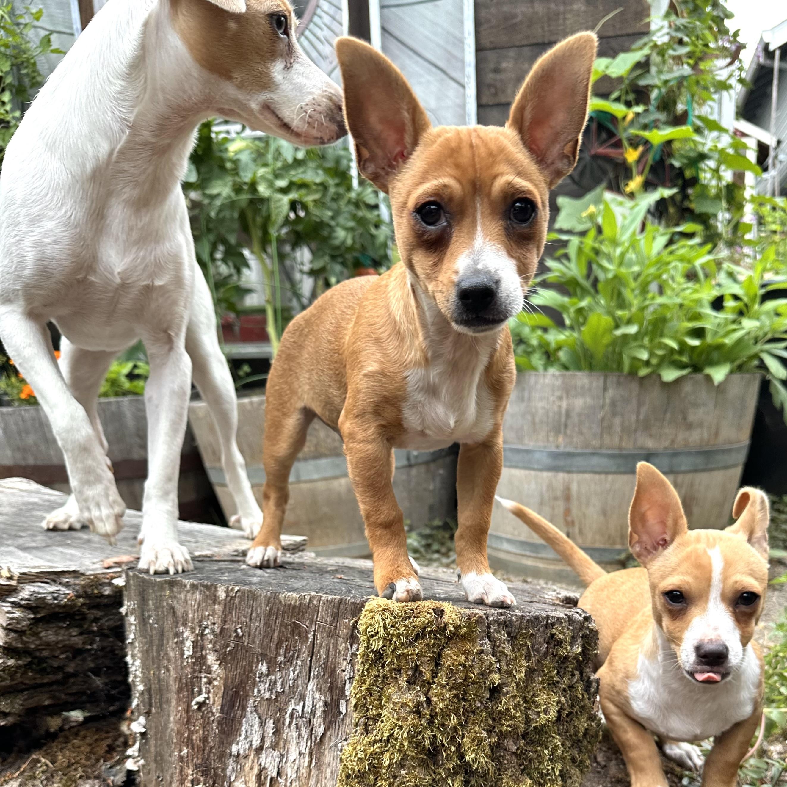 Enlarge Tiny Hank, an adopted mixed breed in Saint Helens, OR image 3/6