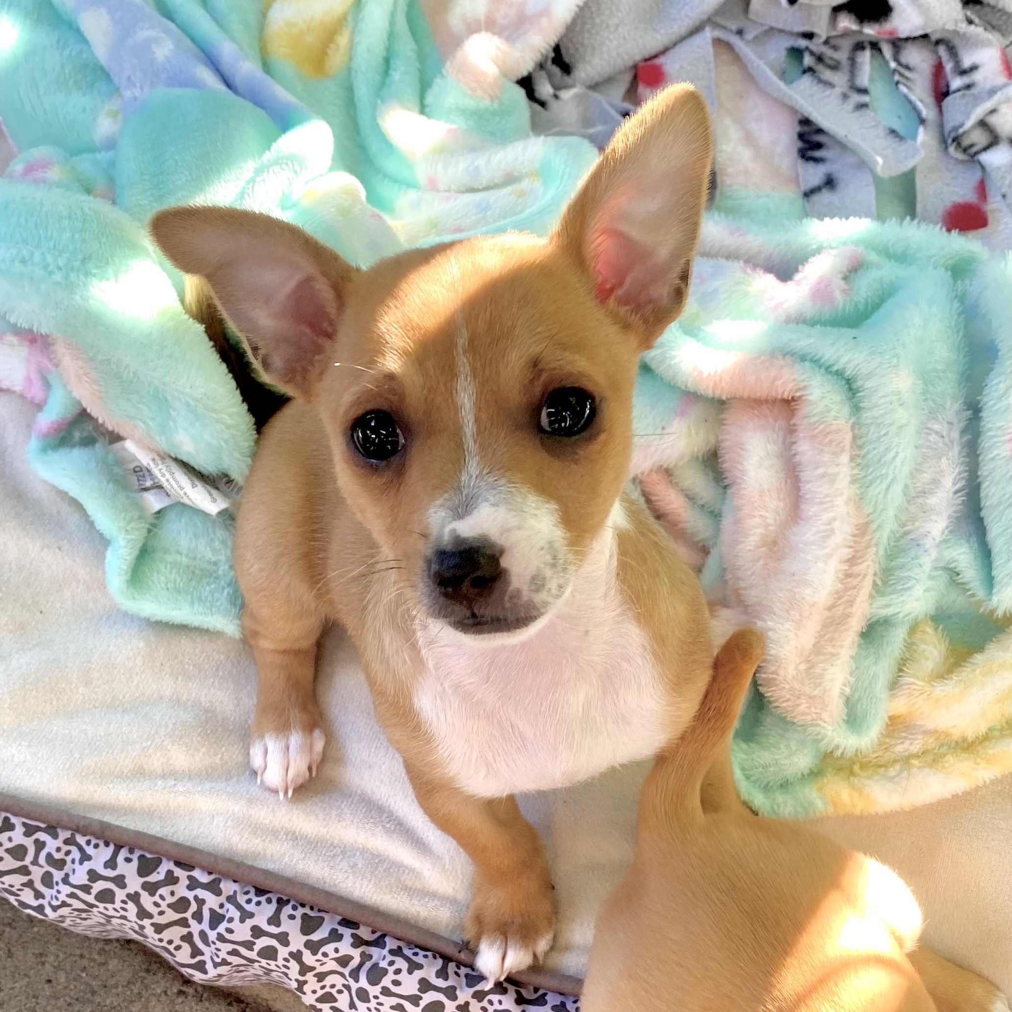 Enlarge Tiny Hank, an adopted mixed breed in Saint Helens, OR image 5/6