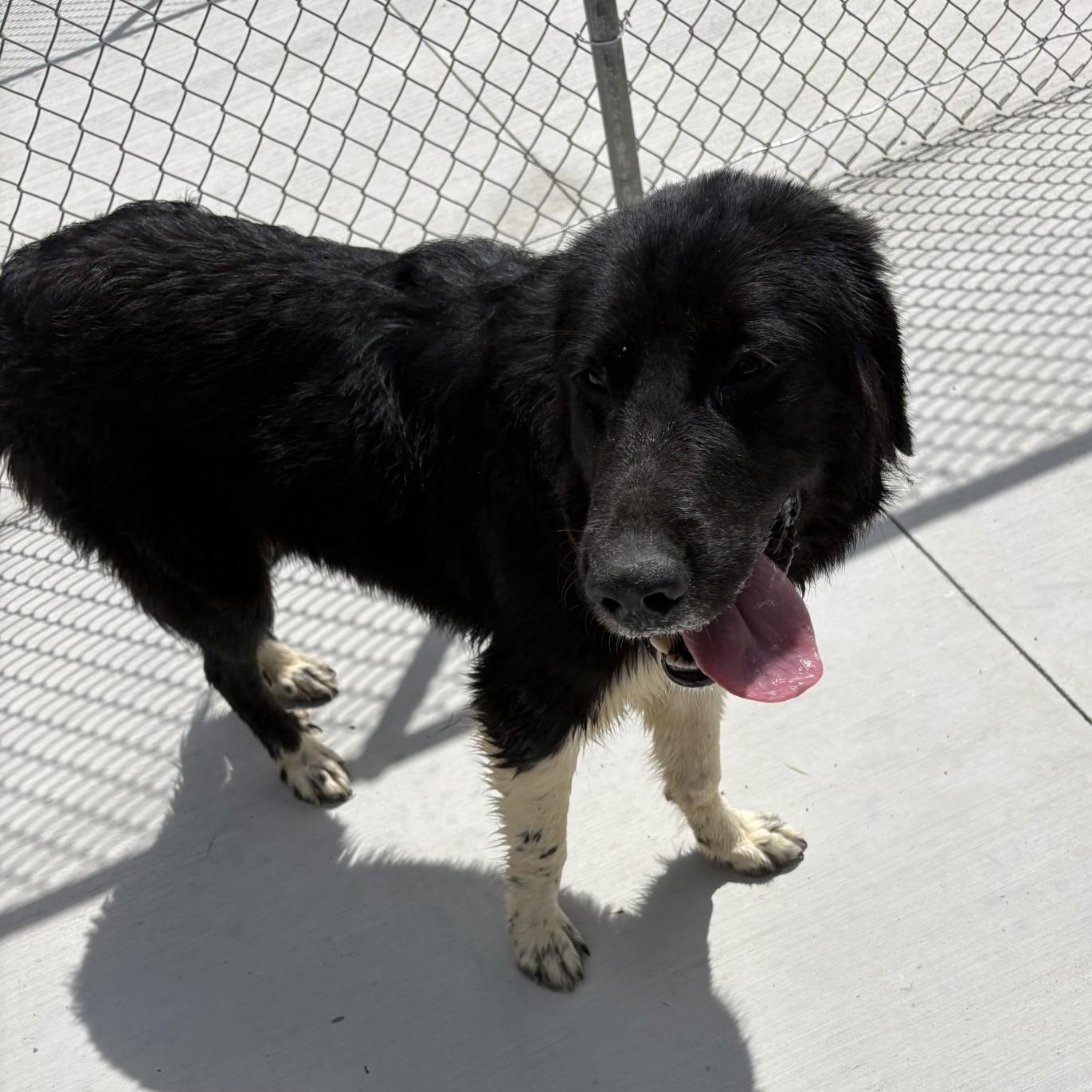 Enlarge Fluffy, a Adoptable mixed breed in Elberon, VA image 1/1