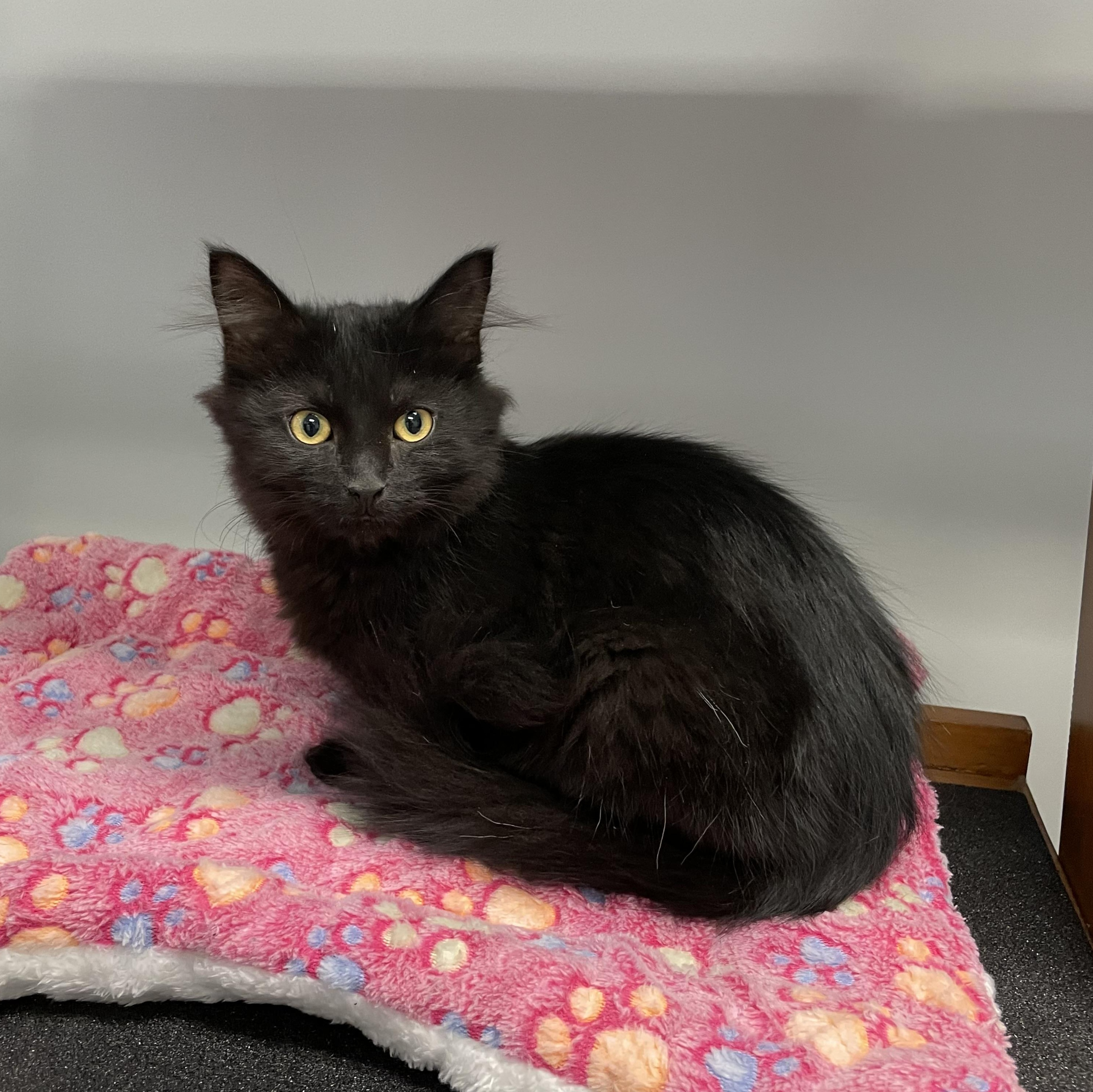 Enlarge Smokey, a ADOPTABLE Domestic Long Hair in Grosse Ile, MI image 1/1