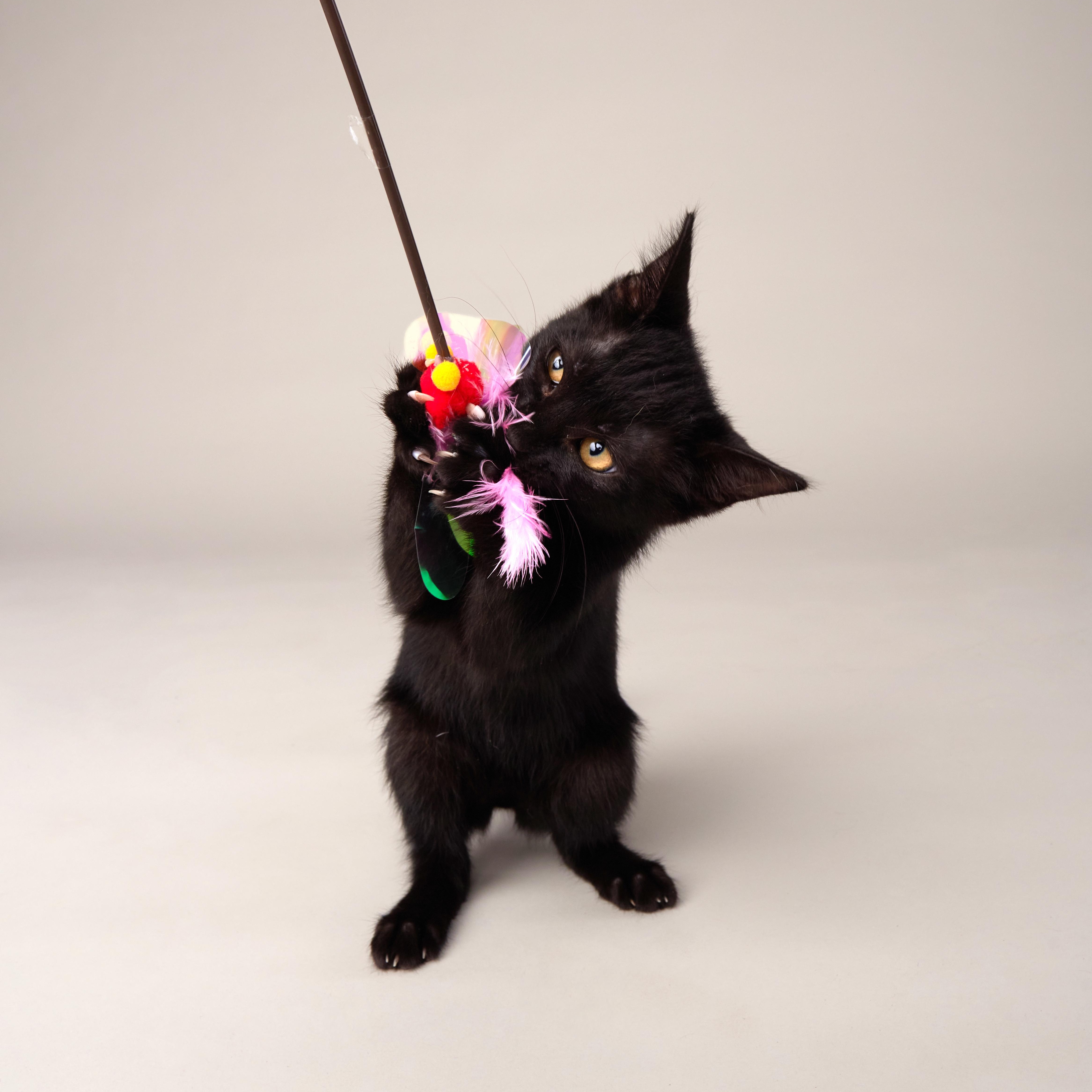 Harper - Sweet Purry Princess, an adopted Domestic Short Hair in League City, TX image 2/6