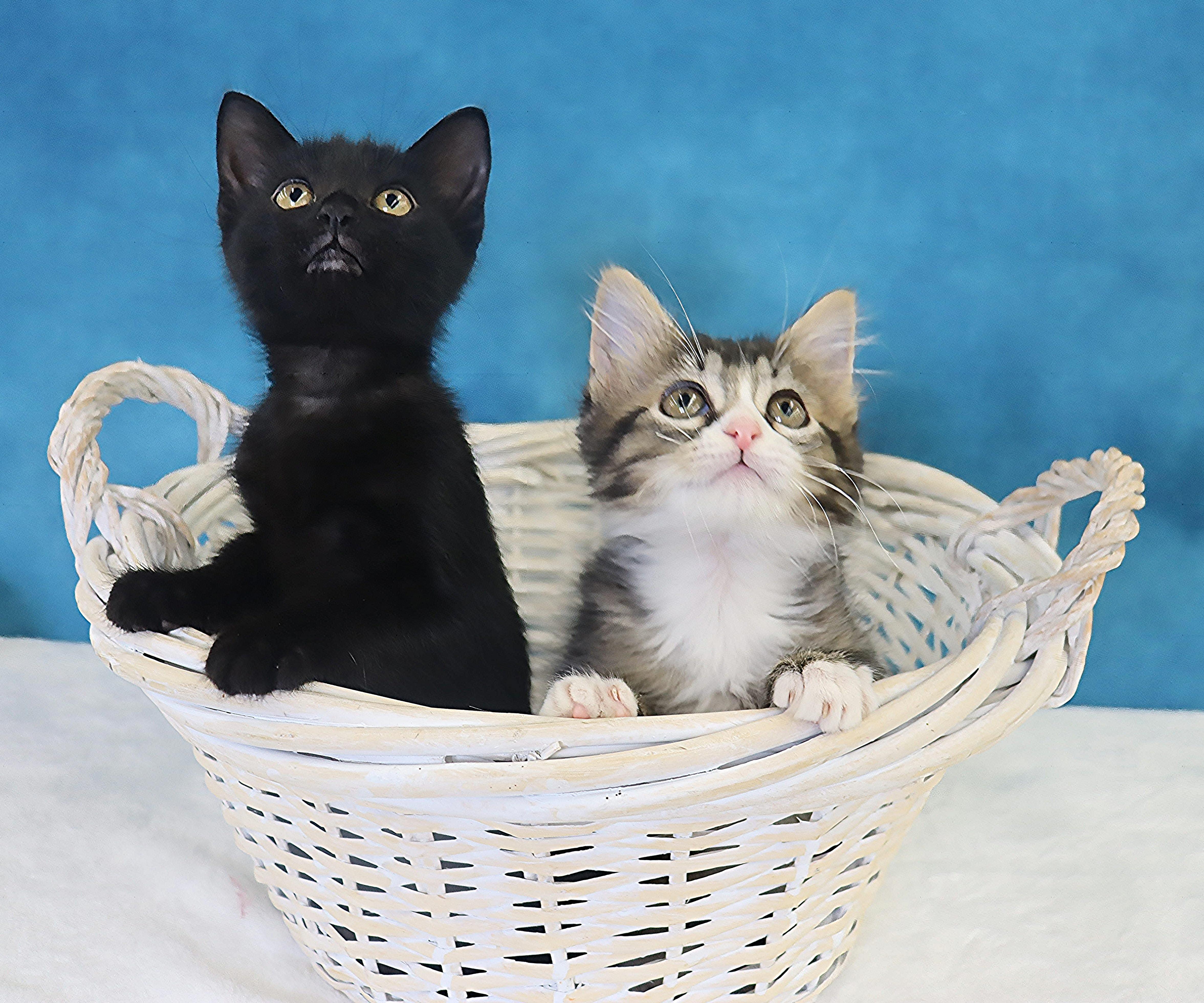 Harper - Sweet Purry Princess, an adopted Domestic Short Hair in League City, TX image 6/6