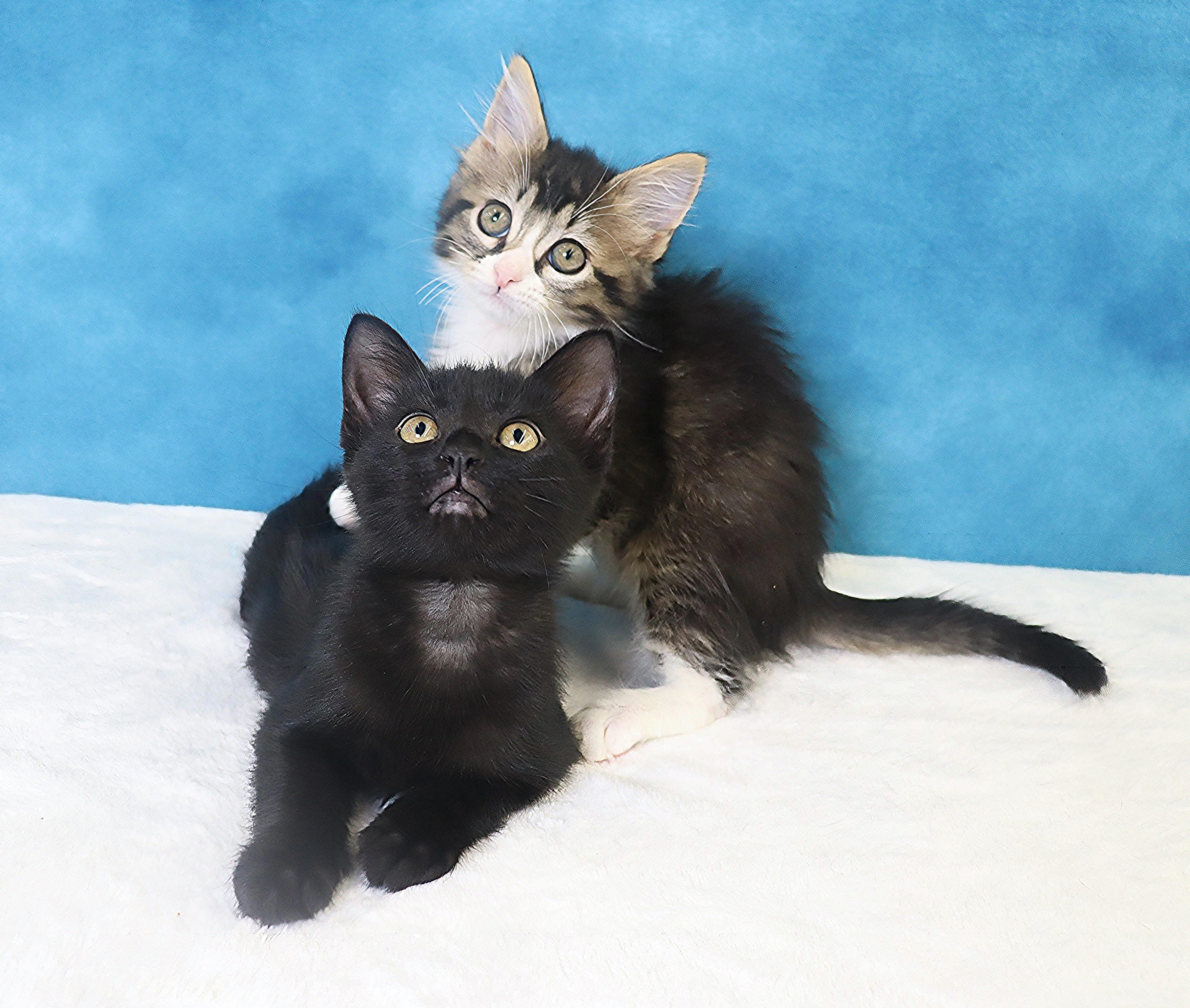 Harper - Sweet Purry Princess, an adopted Domestic Short Hair in League City, TX image 5/6