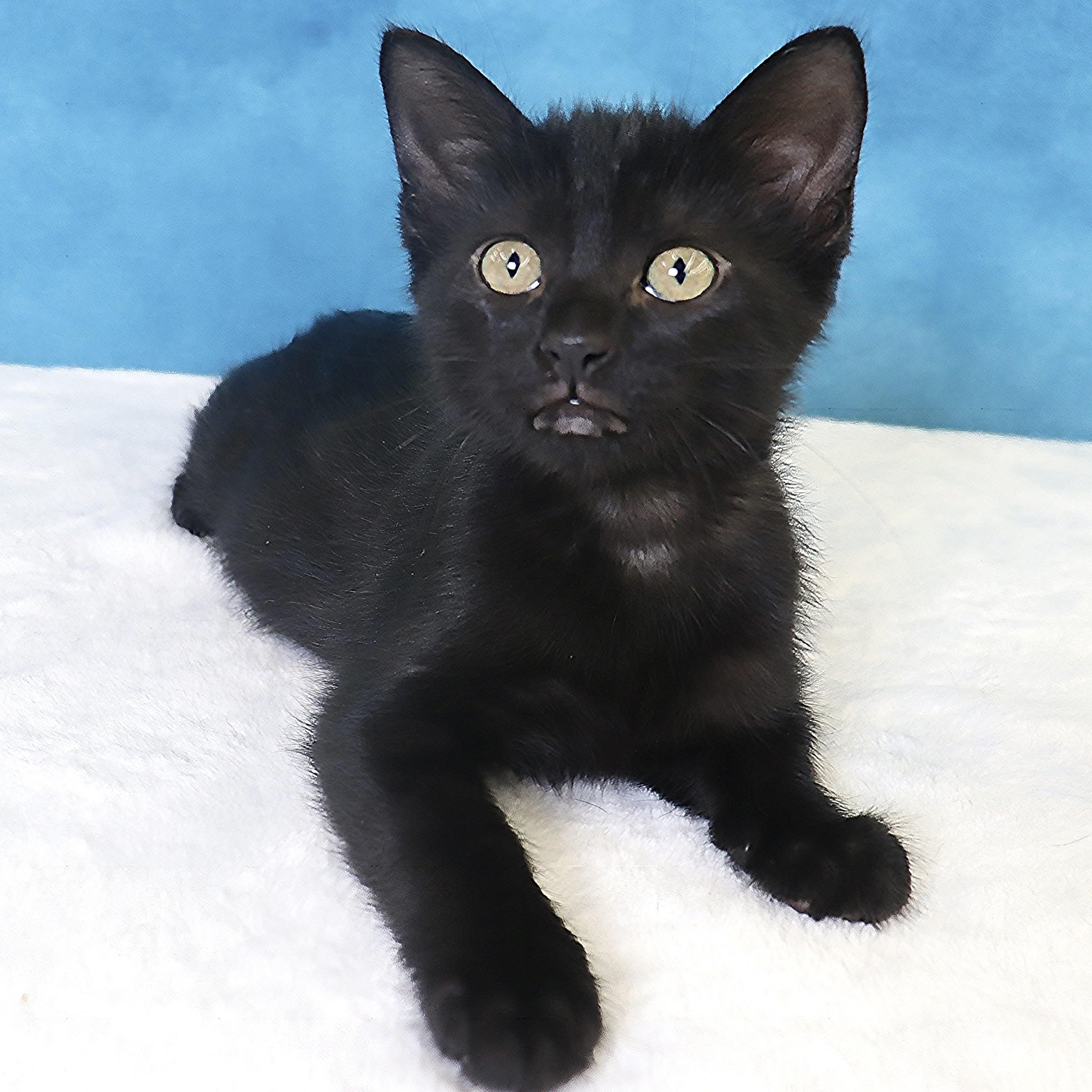 Harper - Sweet Purry Princess, an adopted Domestic Short Hair in League City, TX image 4/6