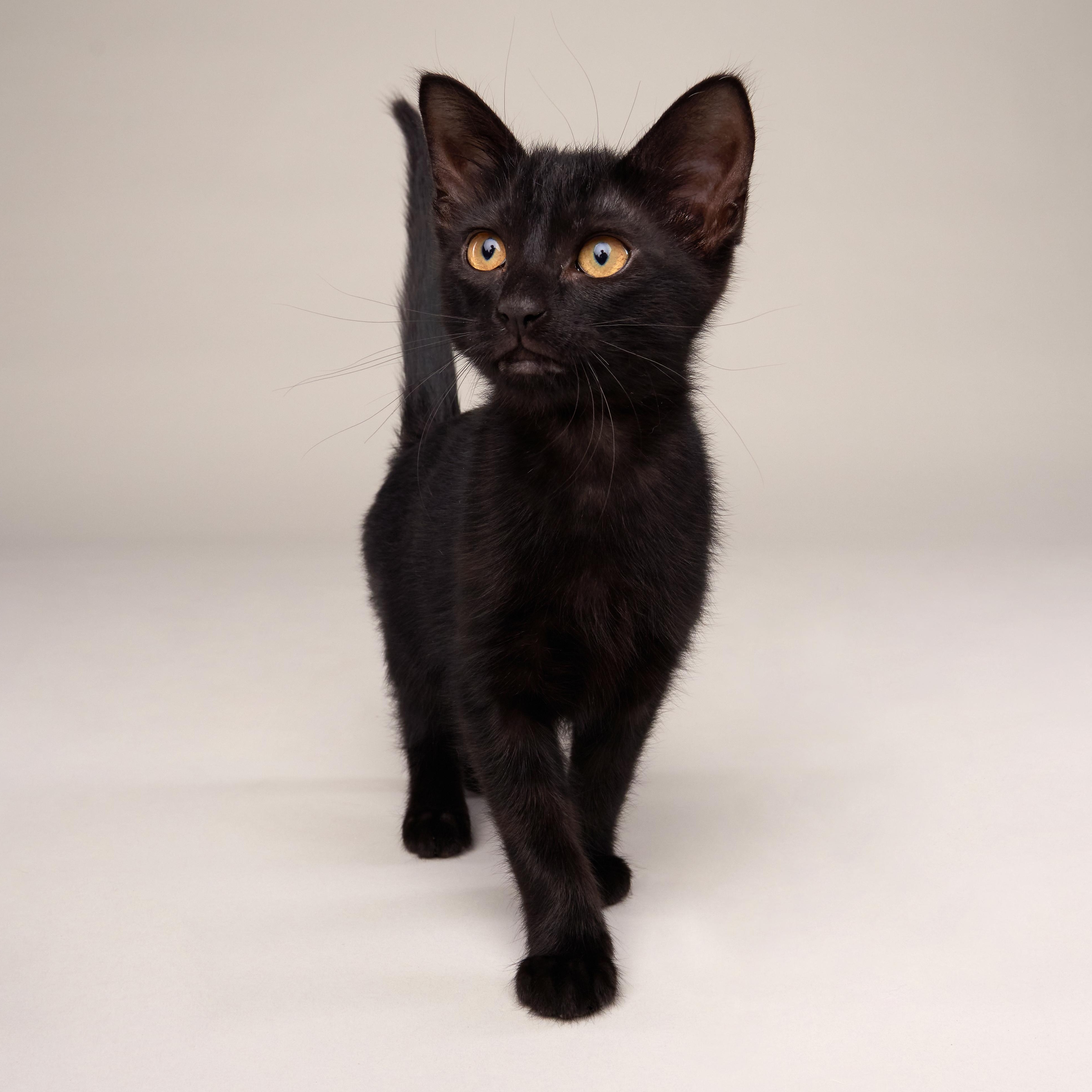 Harper - Sweet Purry Princess, adopted, Kitten Female Domestic Short Hair.