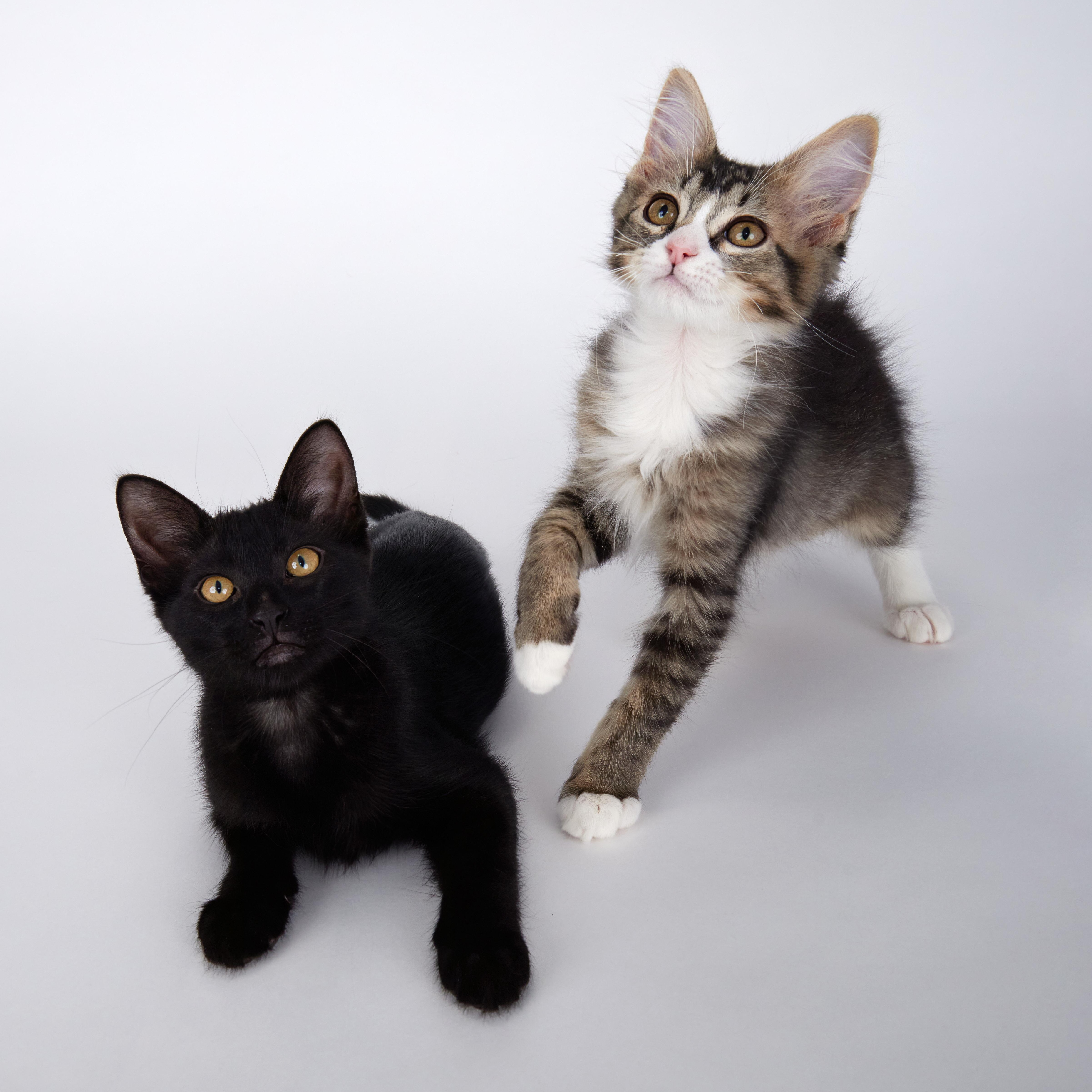 Harper - Sweet Purry Princess, an adopted Domestic Short Hair in League City, TX image 3/6