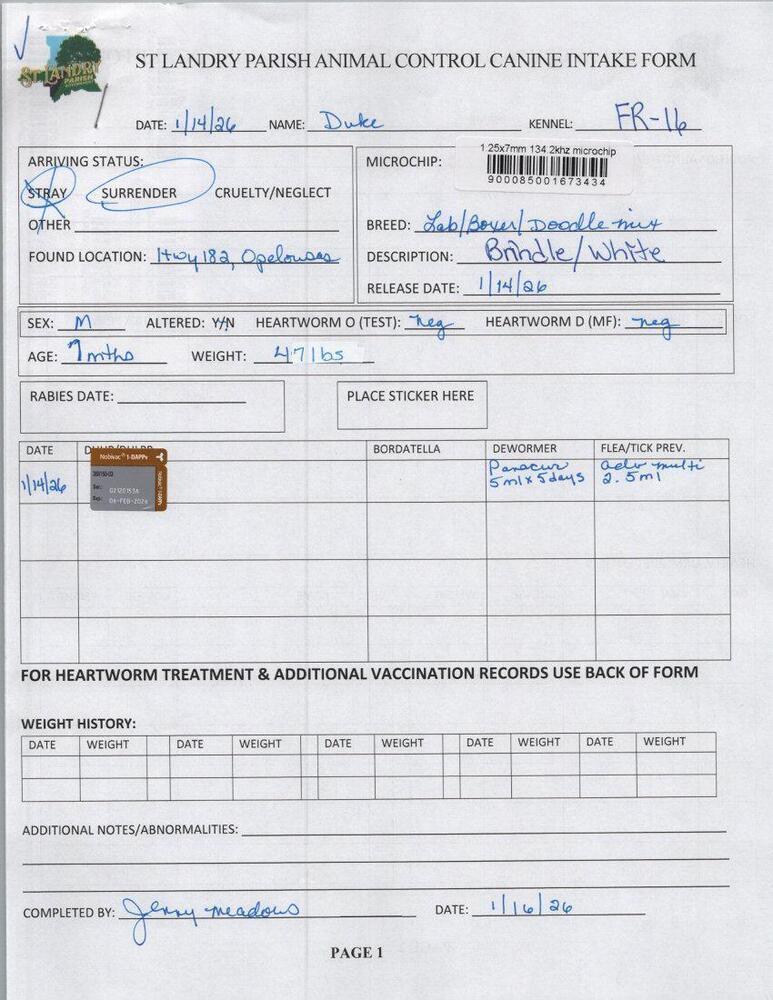 Duke, Adoptable, Puppy Male Labrador Retriever & Boxer.