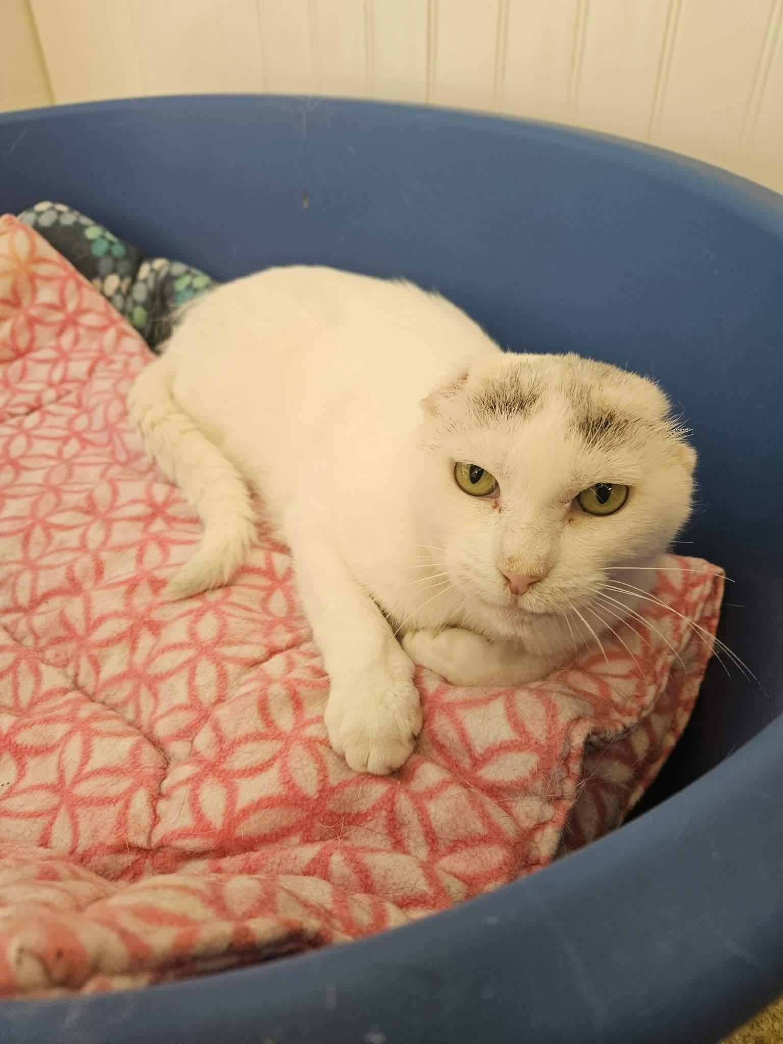 Enlarge Quinn, a ADOPTABLE Domestic Short Hair in Westbrook, CT image 1/3