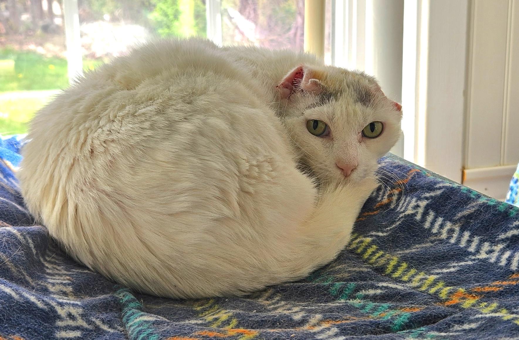 Enlarge Quinn, a ADOPTABLE Domestic Short Hair in Westbrook, CT image 3/3