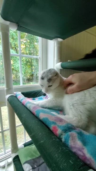 Enlarge Quinn, a ADOPTABLE Domestic Short Hair in Westbrook, CT video 2/3
