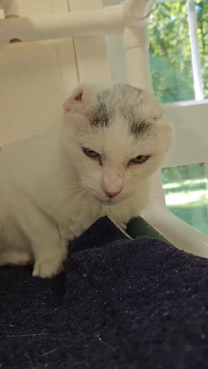 Enlarge Quinn, a Adoptable Domestic Short Hair in Westbrook, CT video 3/3