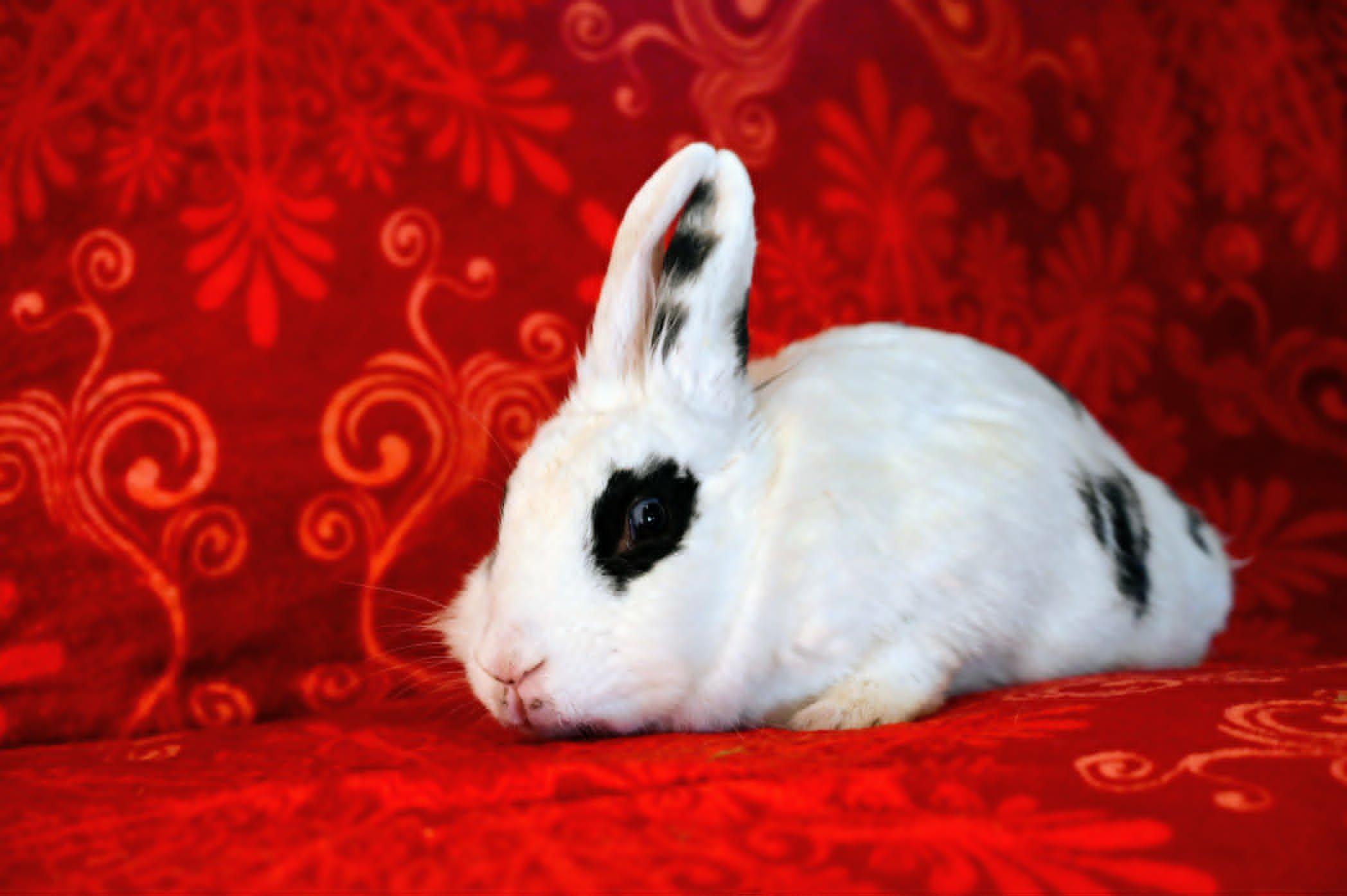 Petunia, ADOPTABLE, Young Female Lionhead.