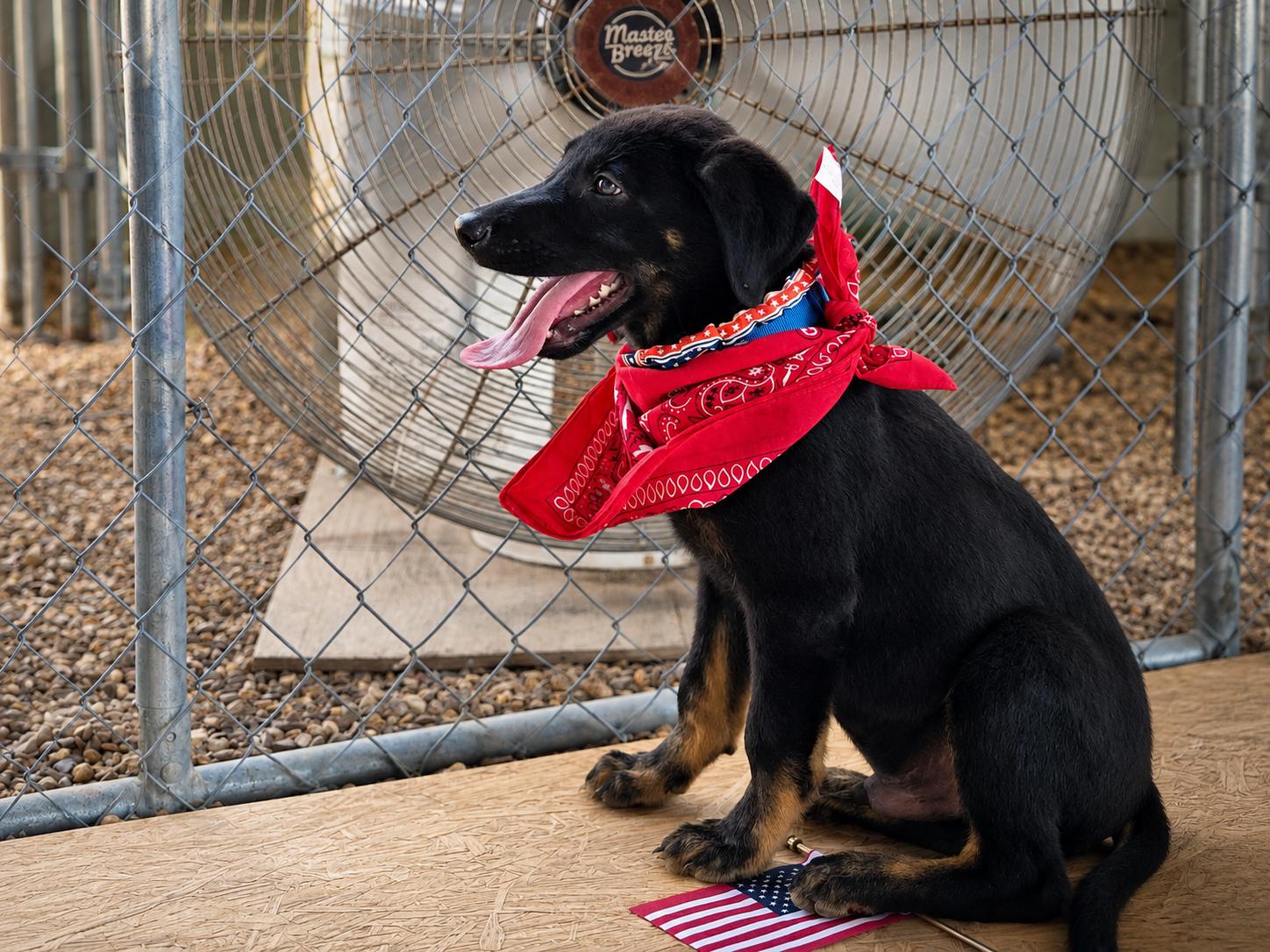 Enlarge Patriot - Adoption Pending, a Adoptable mixed breed in Medfield, MA image 3/3