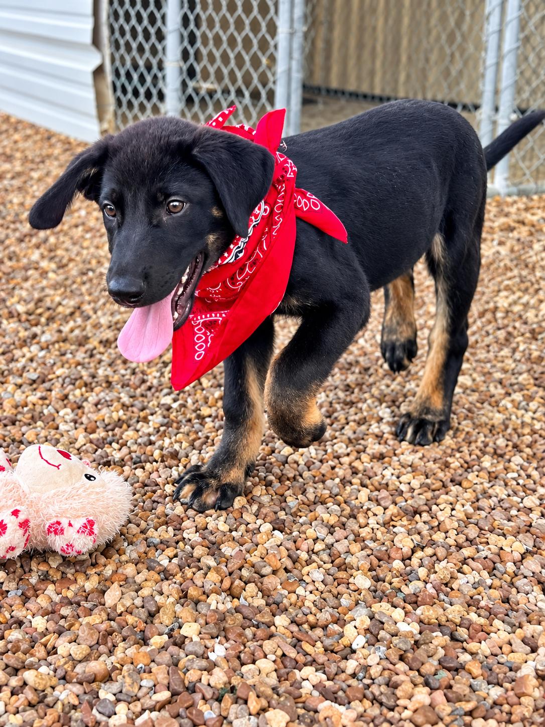 Enlarge Patriot - Adoption Pending, a Adoptable mixed breed in Medfield, MA image 2/3