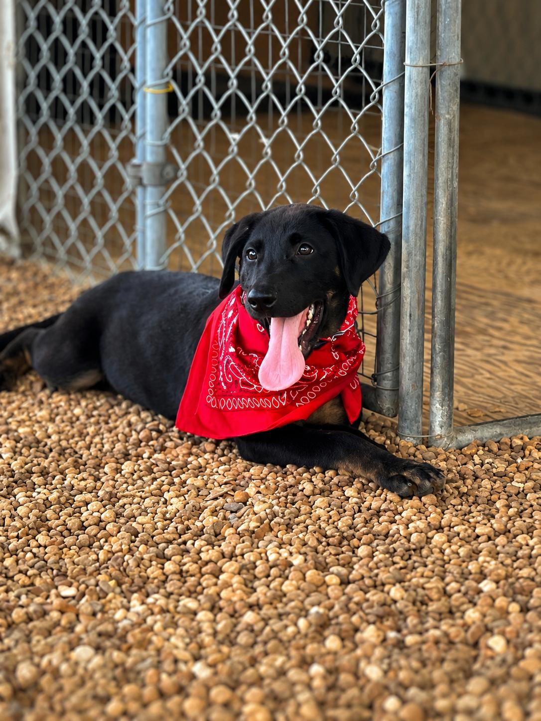 Patriot - Adoption Pending, Adoptable, Puppy Male Labrador Retriever & Mixed Breed.