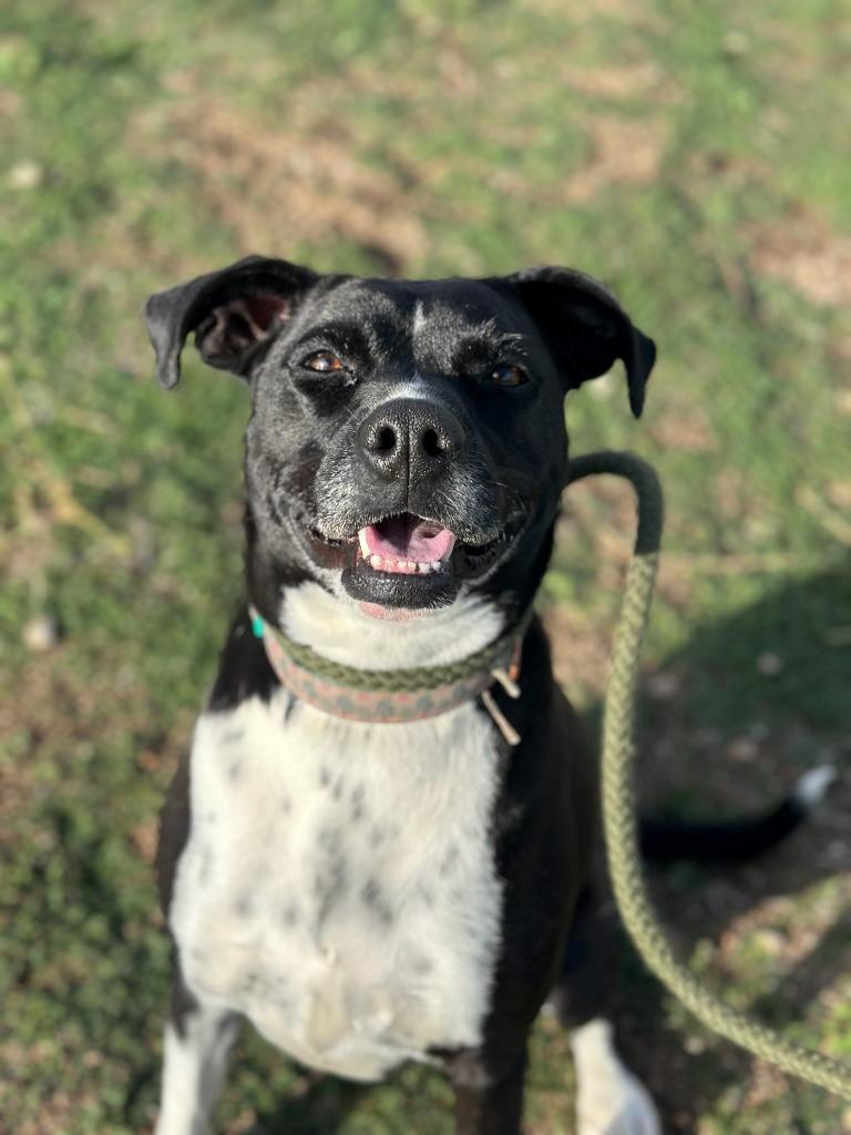 Enlarge Laika (Mara), a Adoptable mixed breed in Tehachapi, CA image 4/5